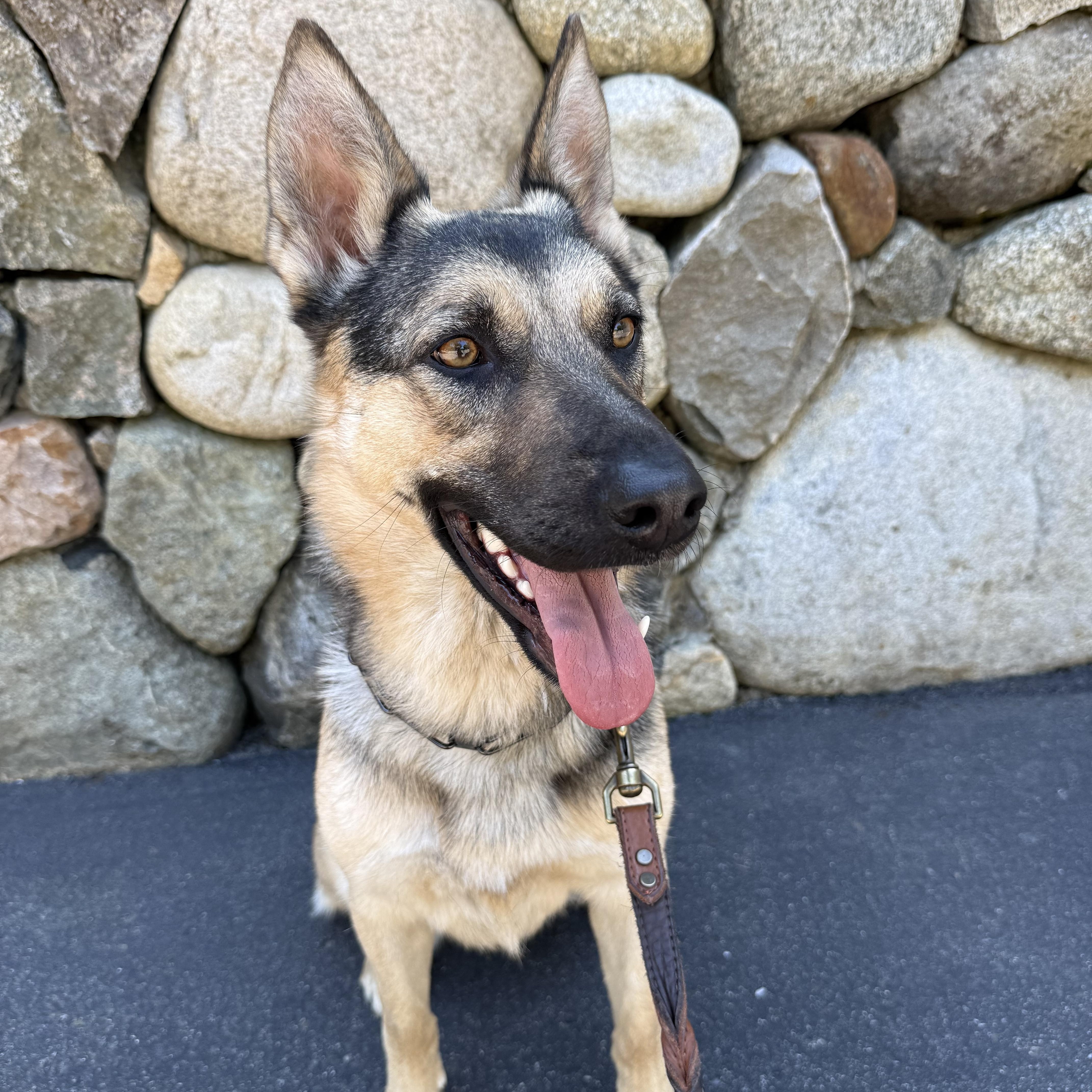 Sadie - sweet, well-mannered and affectionate, an adopted German Shepherd Dog in Weston, MA image 4/6