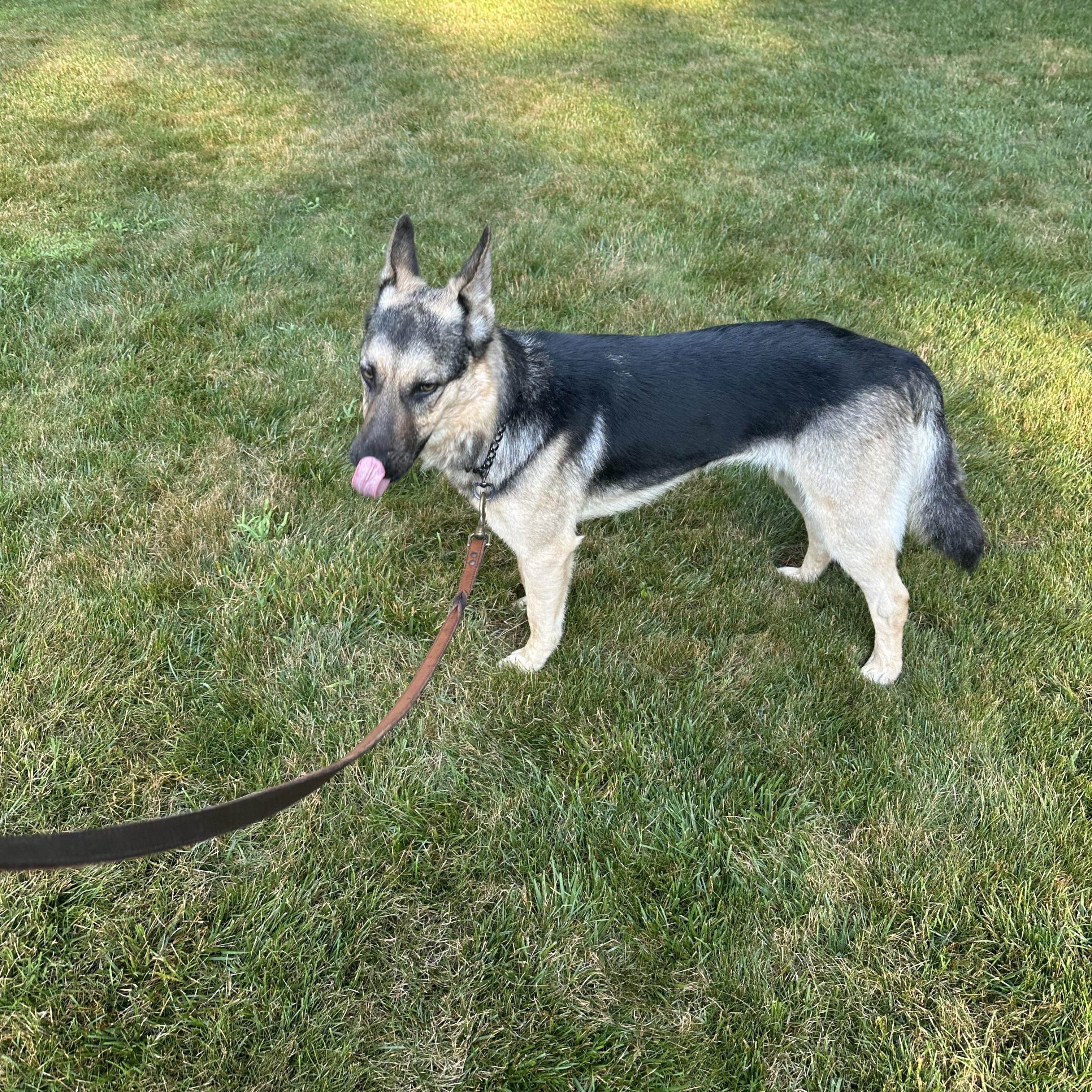 Sadie - sweet, well-mannered and affectionate, an adopted German Shepherd Dog in Weston, MA image 6/6