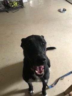 Enlarge Skye, a Adoptable Labrador Retriever in Westminster, CO image 2/6