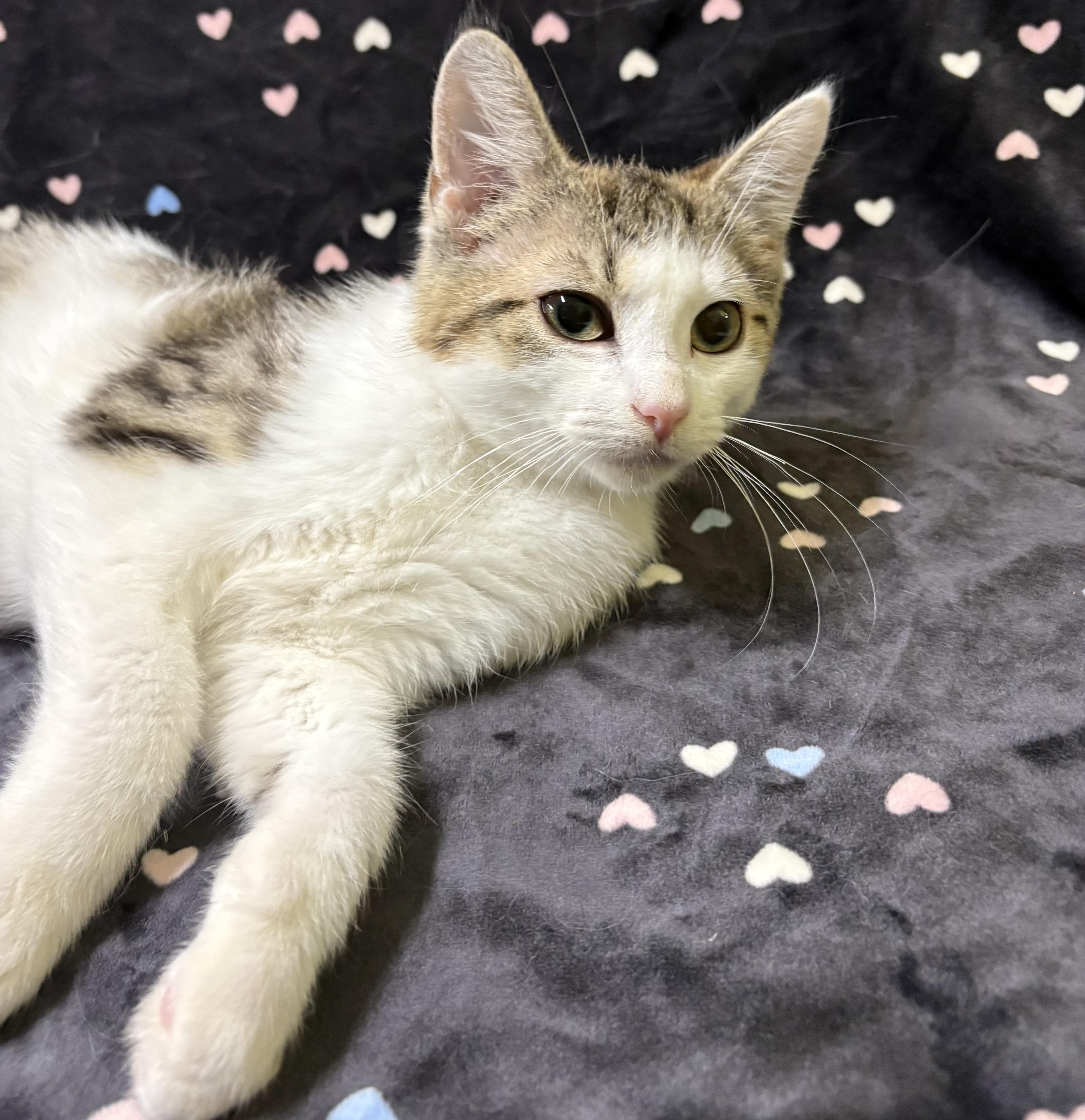 Enlarge DRAGONFLY (bonded with LADYBUG), an adopted Domestic Short Hair in Tillsonburg, ON image 4/4