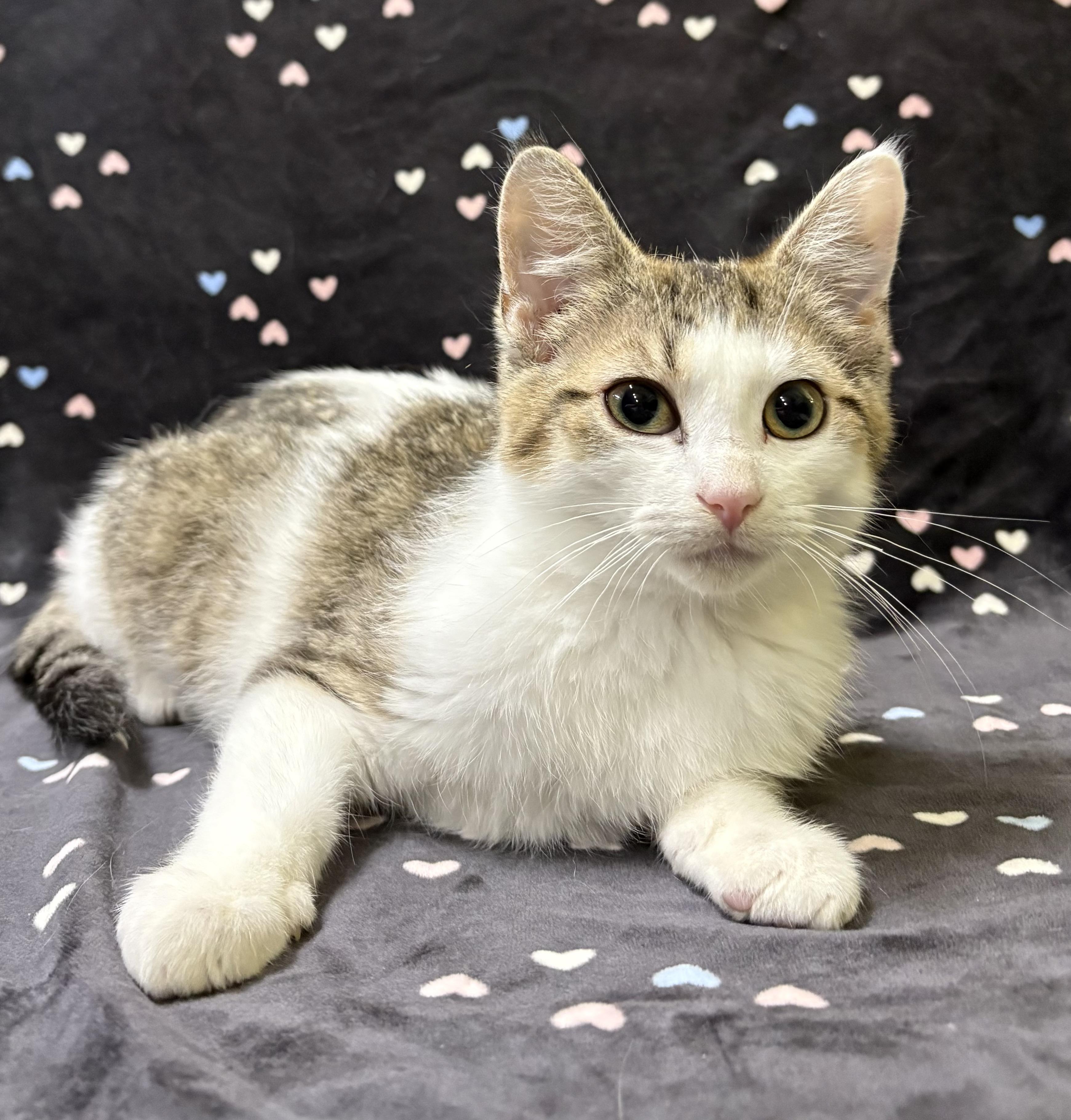 Enlarge DRAGONFLY (bonded with LADYBUG), an adopted Domestic Short Hair in Tillsonburg, ON image 3/4