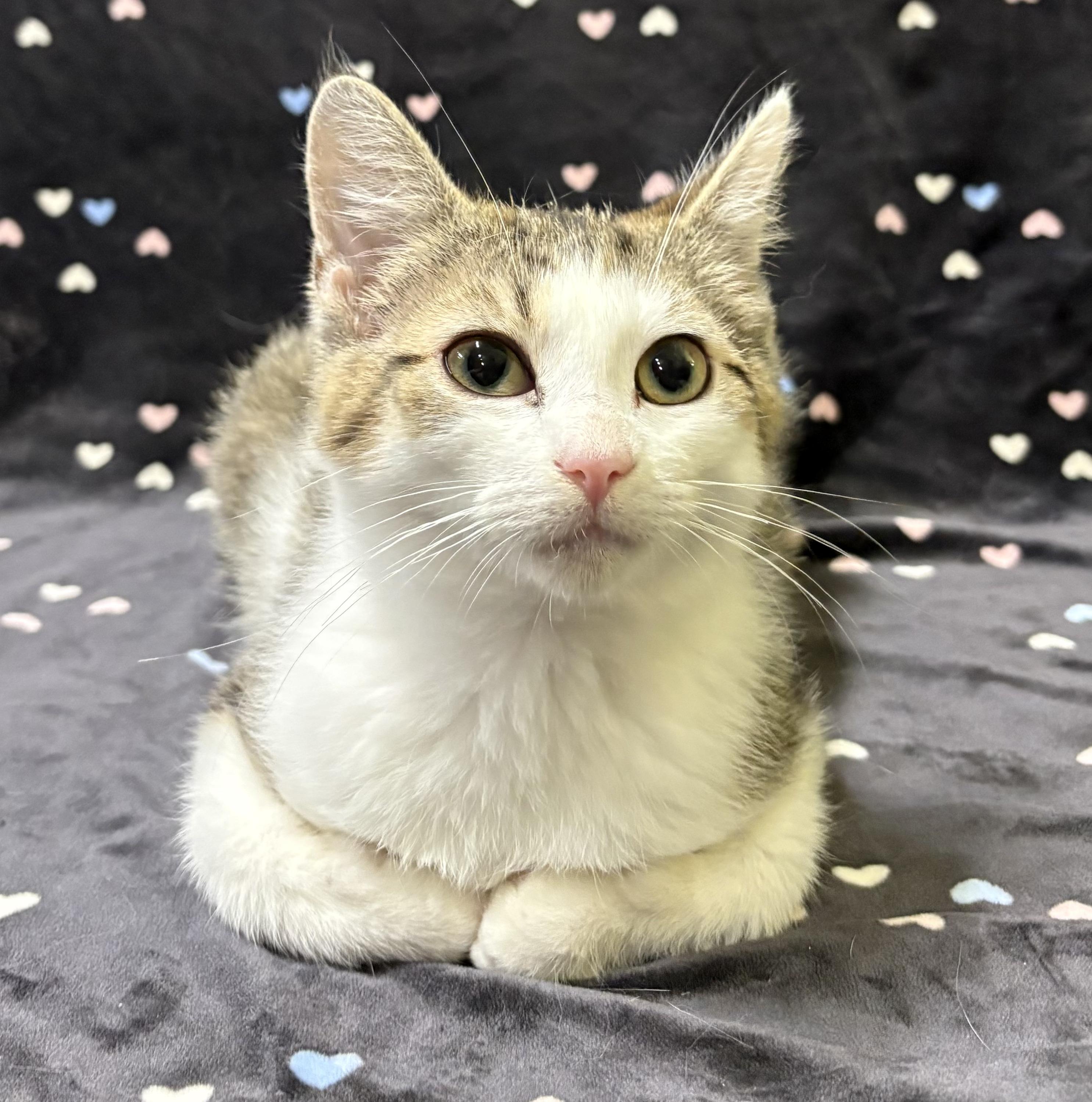 Enlarge DRAGONFLY (bonded with LADYBUG), an adopted Domestic Short Hair in Tillsonburg, ON image 1/4