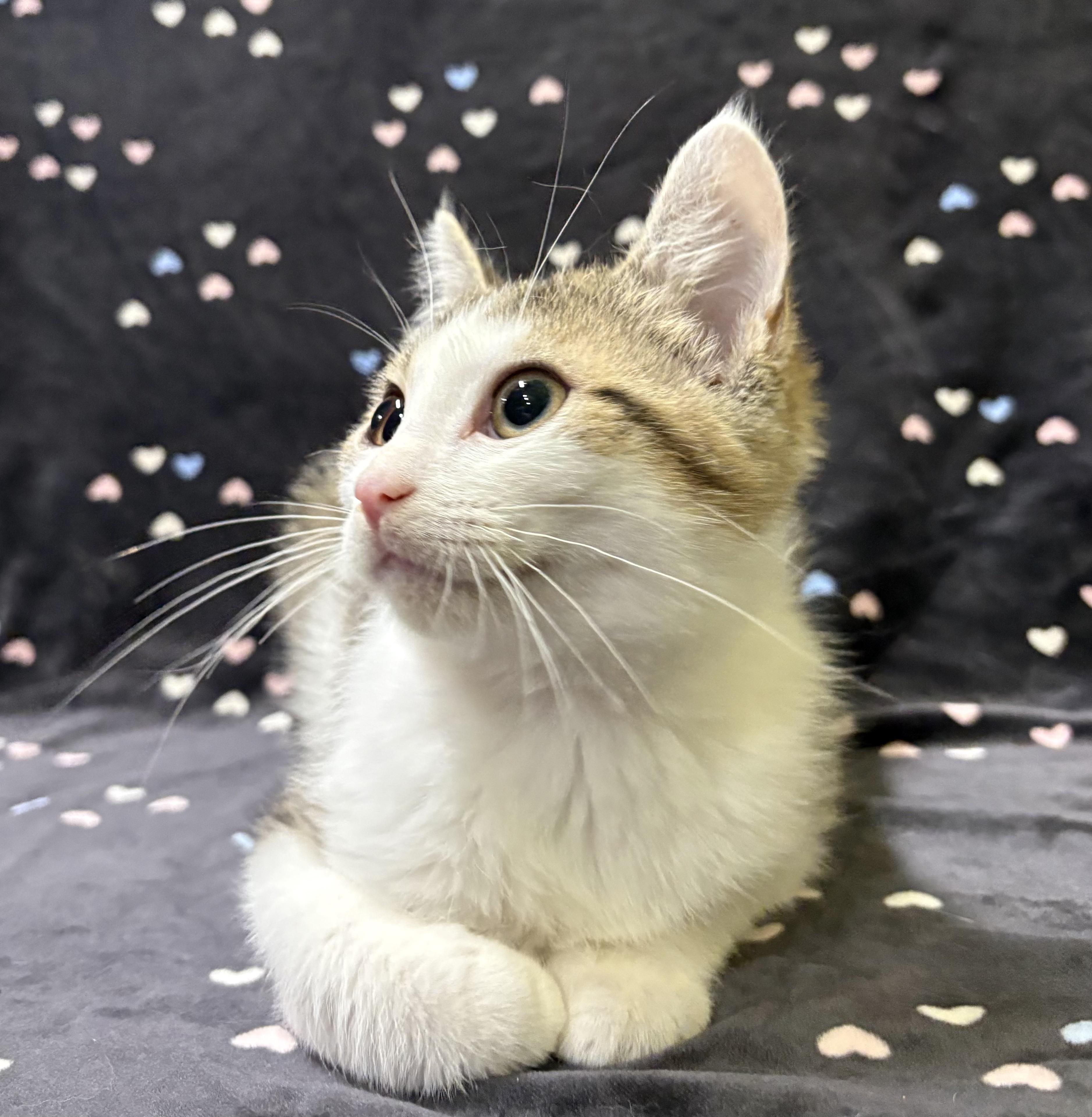 Enlarge DRAGONFLY (bonded with LADYBUG), an adopted Domestic Short Hair in Tillsonburg, ON image 2/4