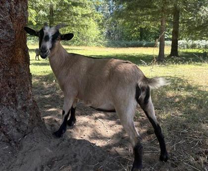 Enlarge Vicky, a Adoptable Goat in Sultan, WA image 1/1