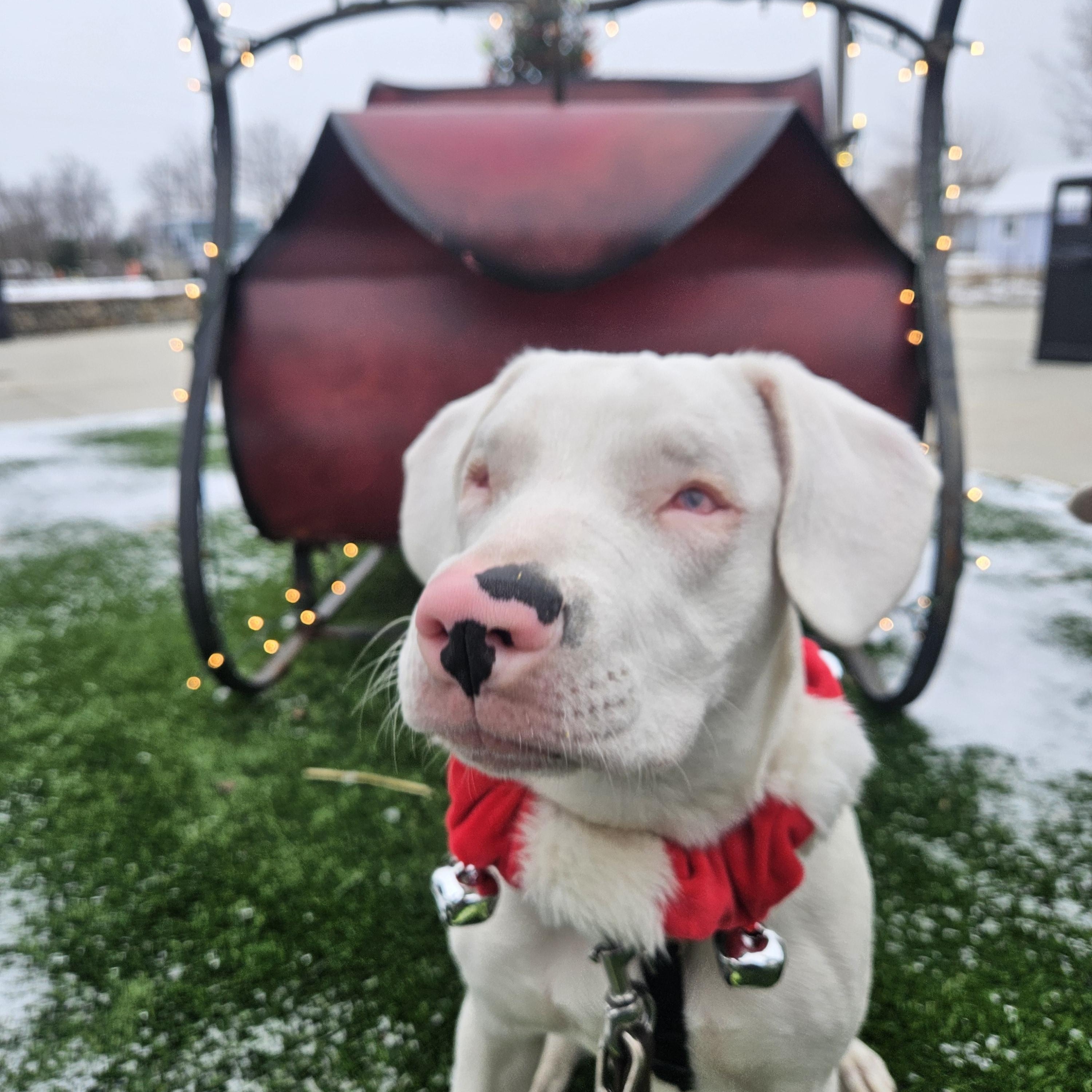 Wendy, Adoptable, Puppy Female Australian Shepherd.