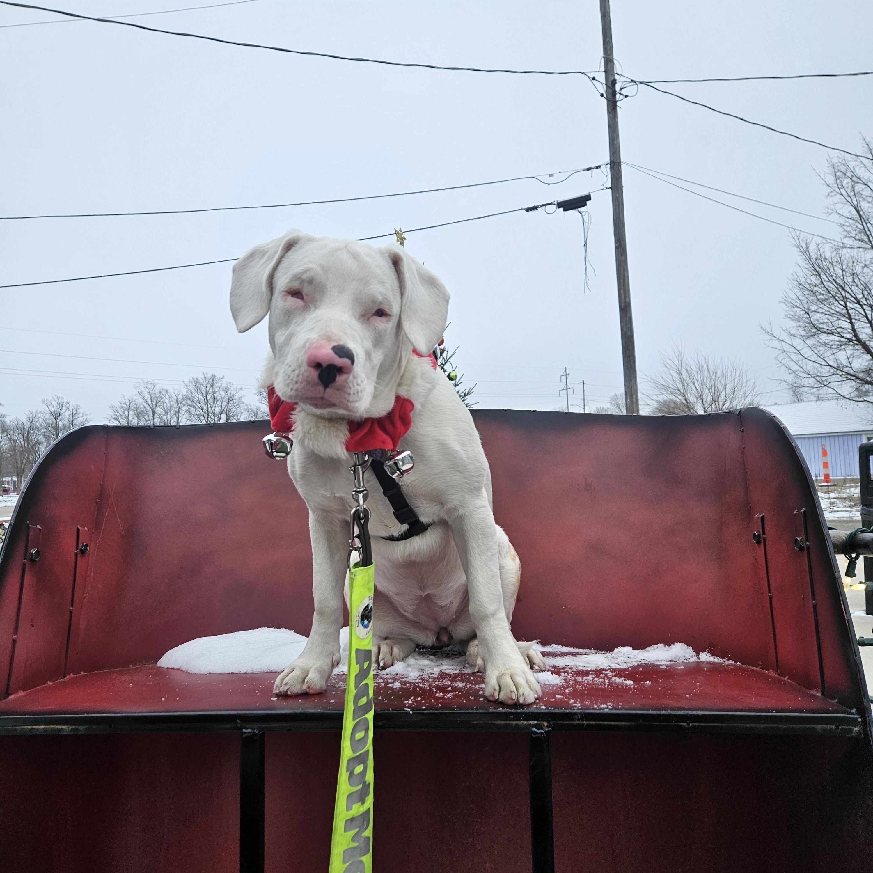 Wendy, a Adoptable mixed breed in Fowlerville, MI image 2/3