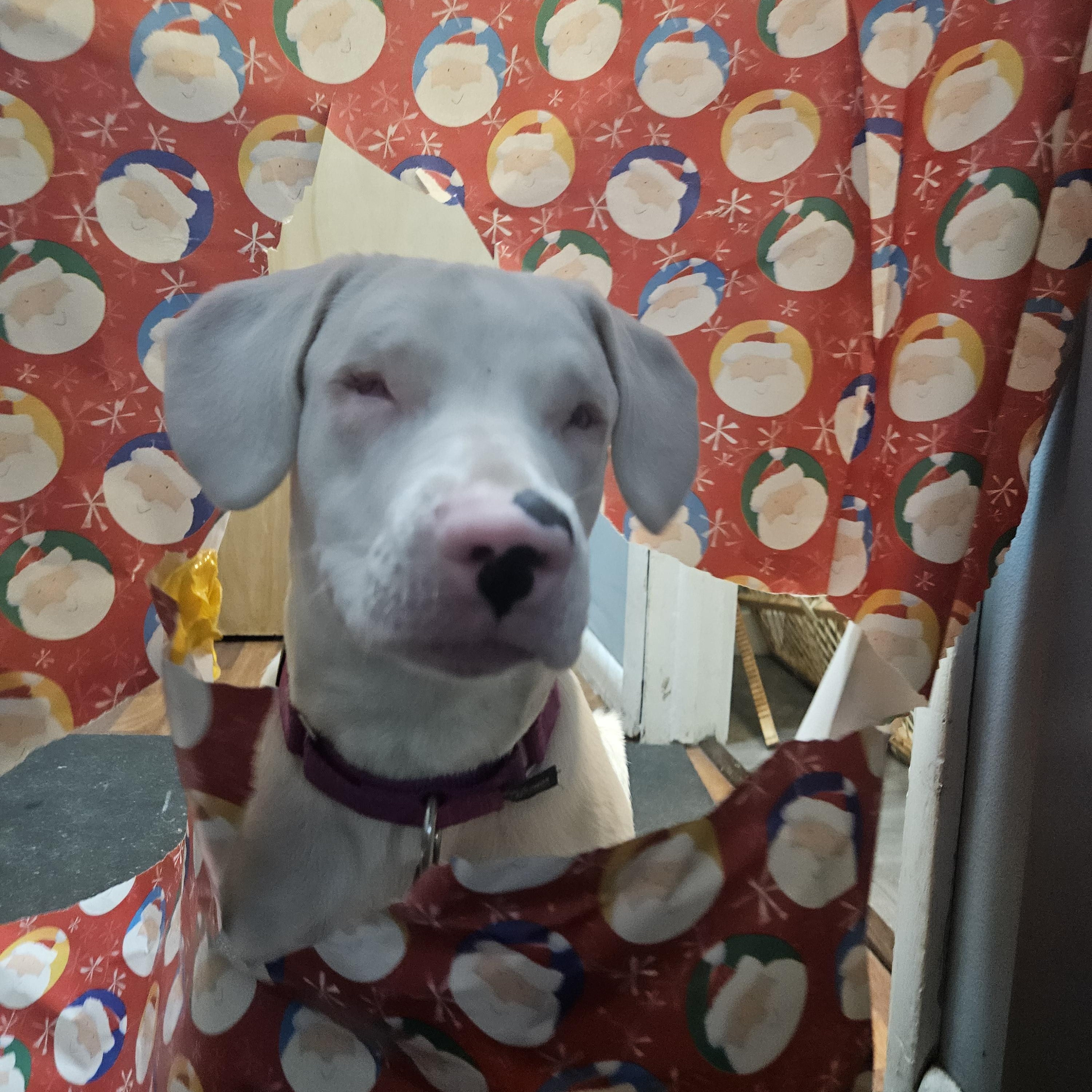 Wendy, a Adoptable mixed breed in Fowlerville, MI image 3/3