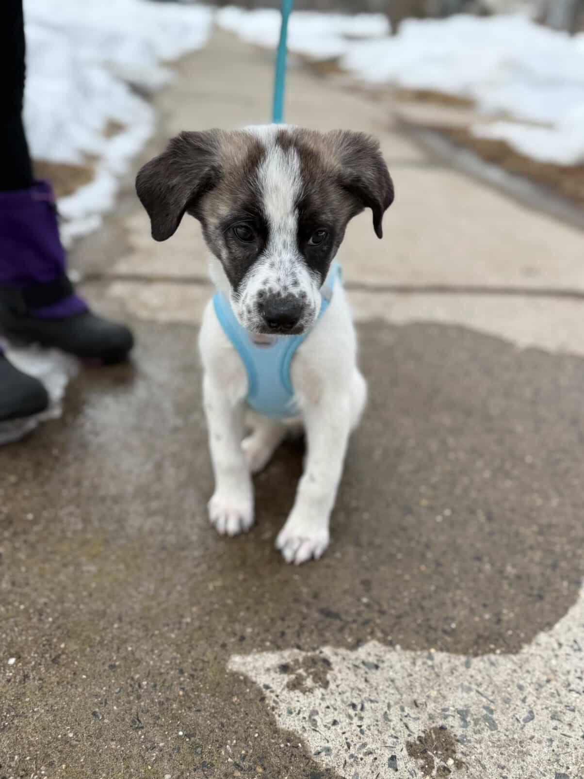 Blizzard, ADOPTABLE, Puppy Female Great Pyrenees & Collie.