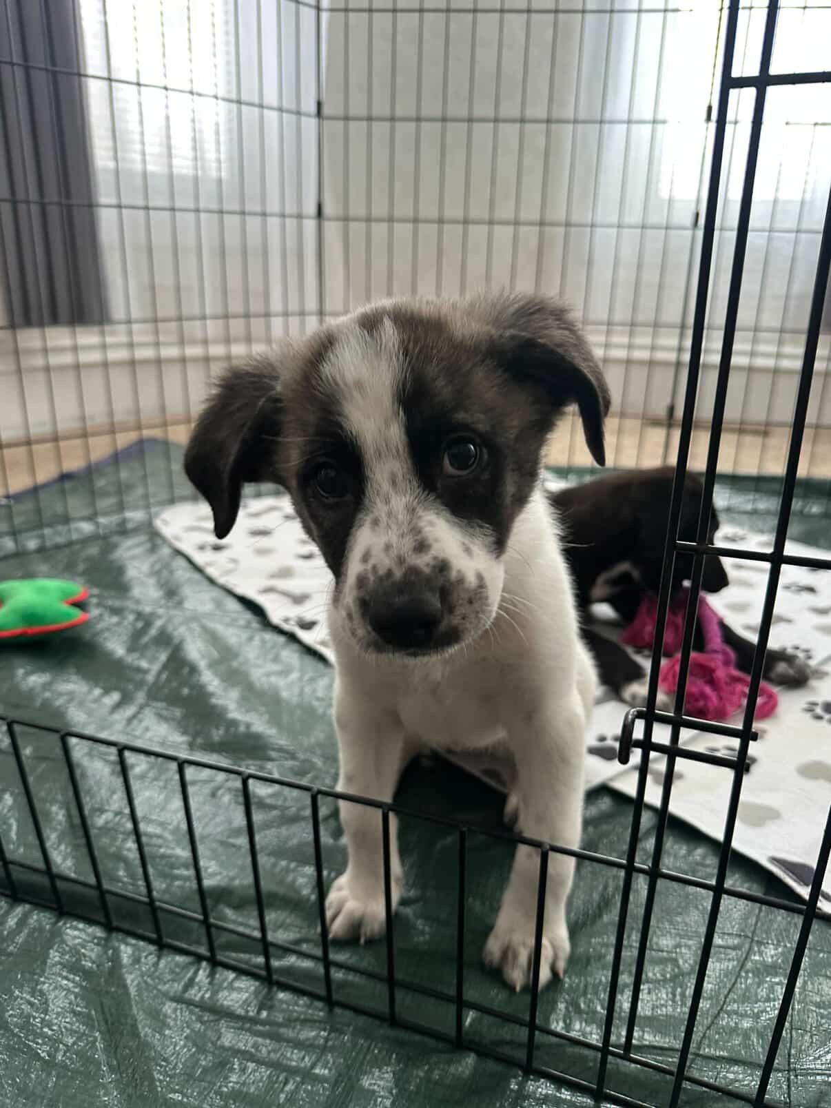 Blizzard, a ADOPTABLE mixed breed in Simsbury, CT image 6/6