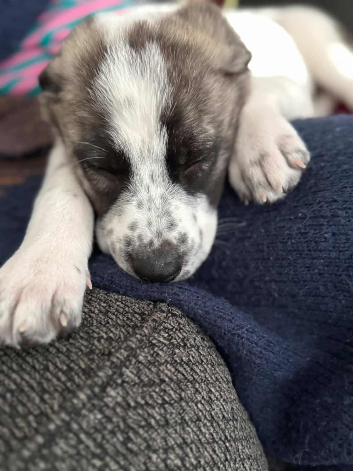 Blizzard, a ADOPTABLE mixed breed in Simsbury, CT image 2/6