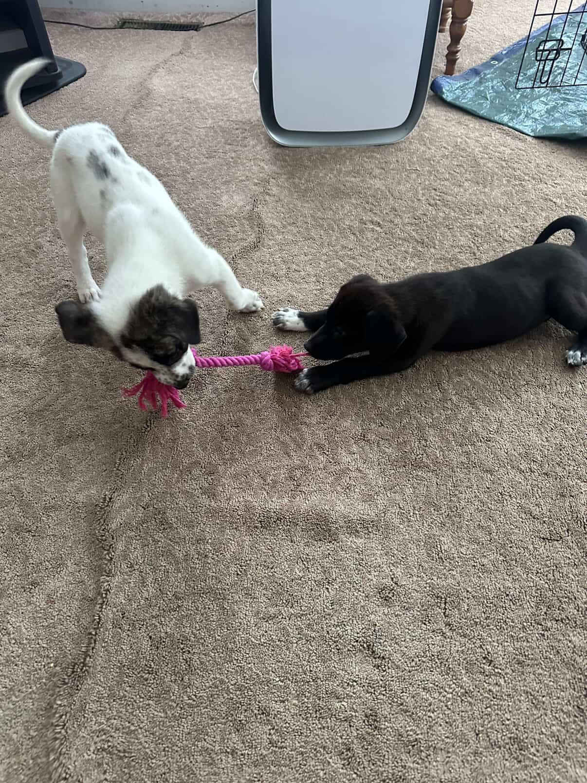 Blizzard, a ADOPTABLE mixed breed in Simsbury, CT image 3/6