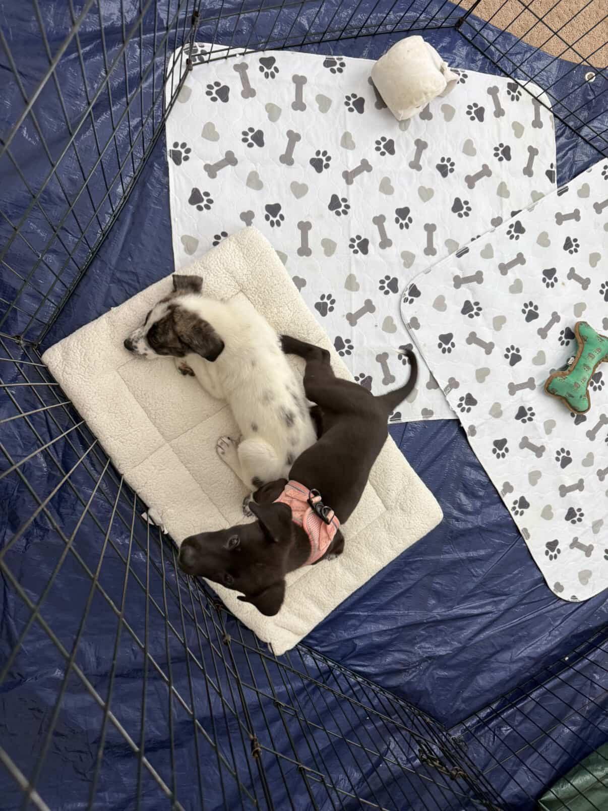 Blizzard, a ADOPTABLE mixed breed in Simsbury, CT image 4/6