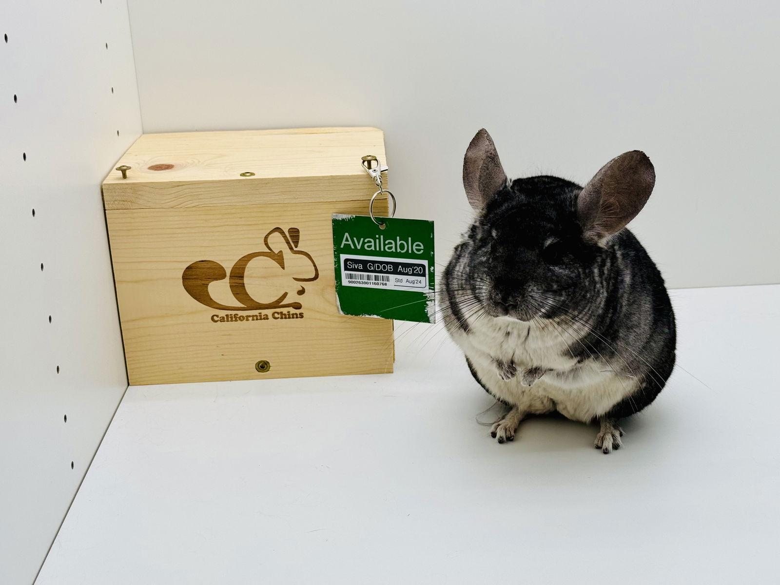 Enlarge Siva, a Adoptable Chinchilla in Sunnyvale, CA image 1/3