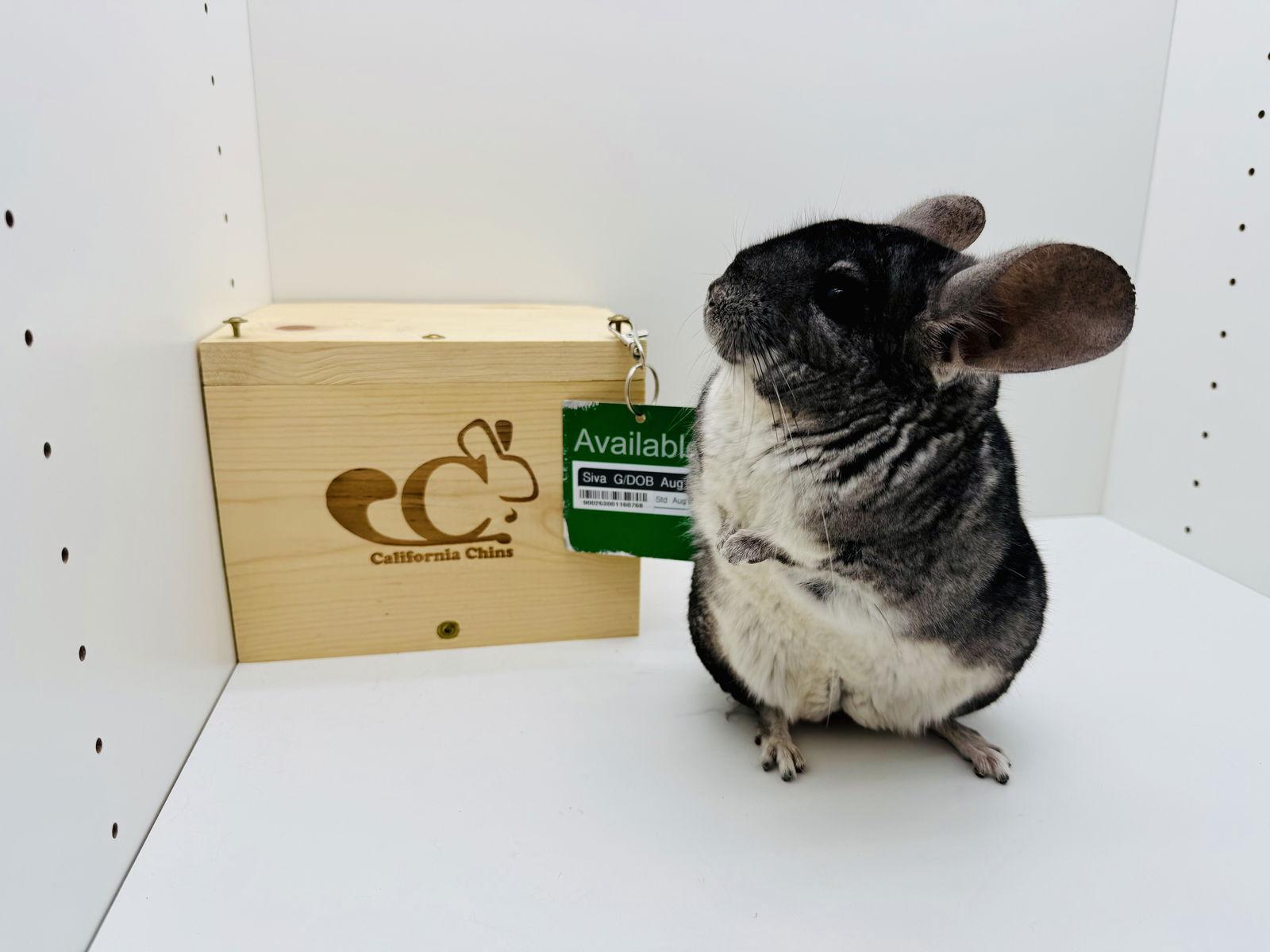 Enlarge Siva, a Adoptable Chinchilla in Sunnyvale, CA image 2/3