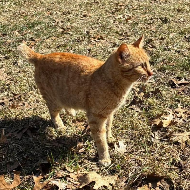 Enlarge Jerry, a ADOPTABLE Domestic Short Hair in Tomah, WI image 3/3