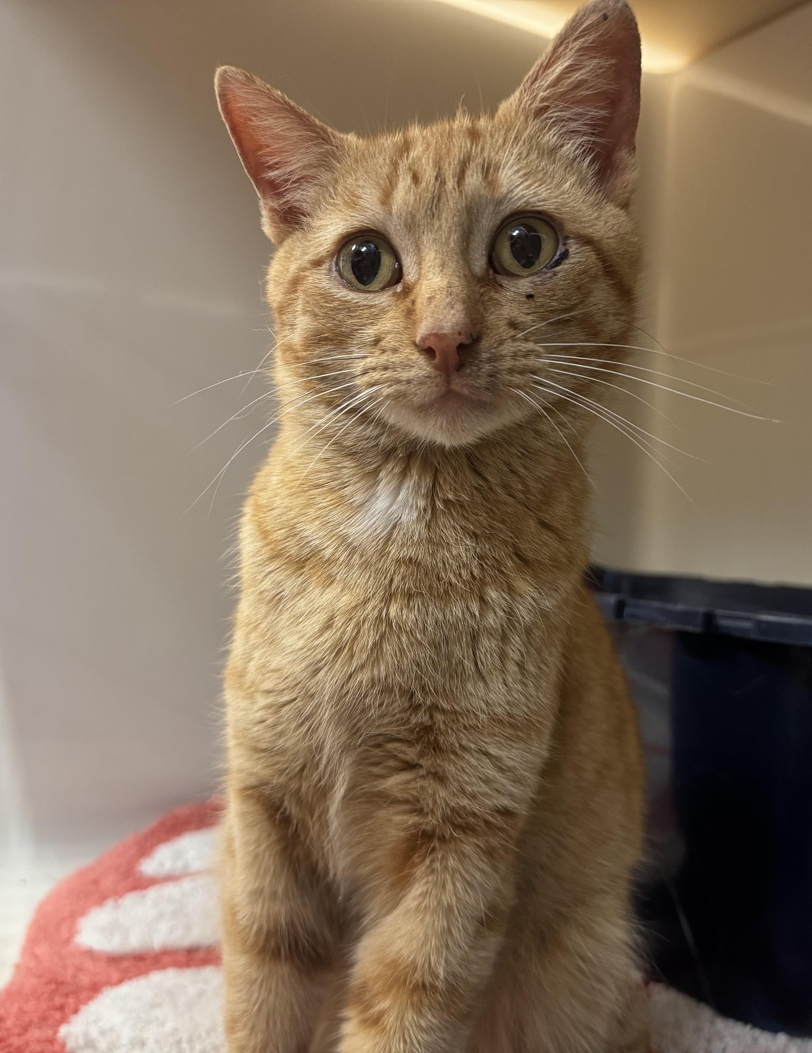 Enlarge Jerry, a ADOPTABLE Domestic Short Hair in Tomah, WI image 2/3