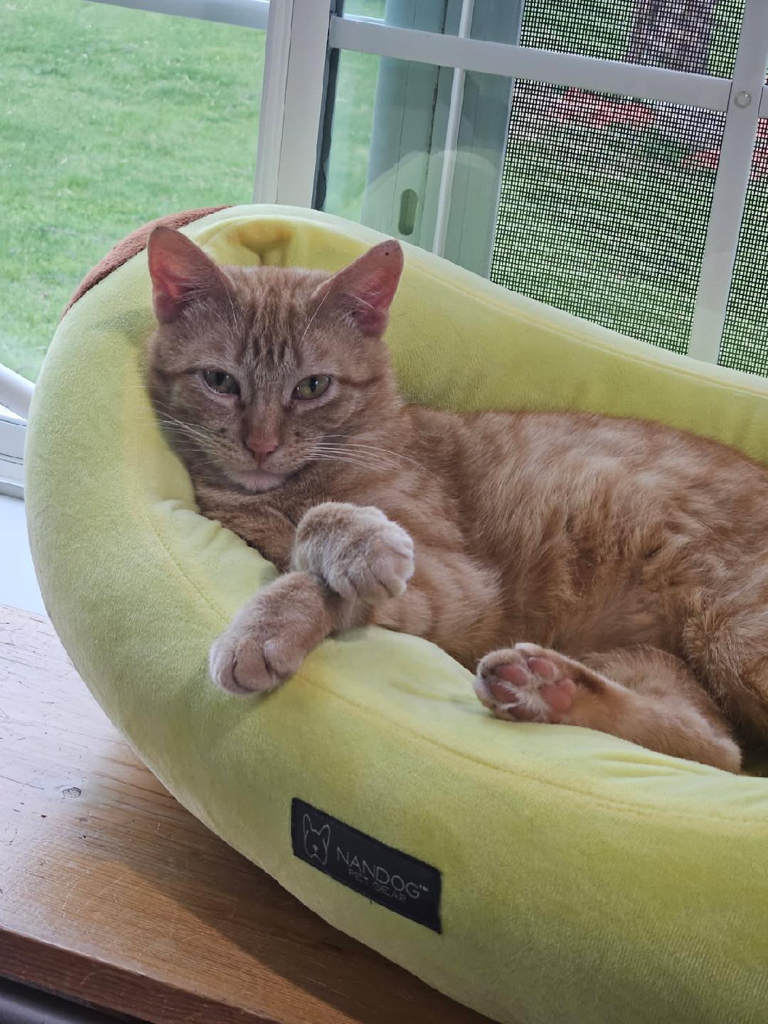 Jerry, ADOPTABLE, Kitten Male Domestic Short Hair.