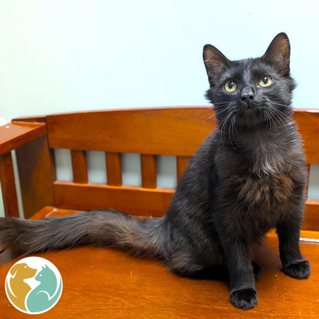 Enlarge Turtle, a Adopted Domestic Short Hair in Toledo, OH image 1/1