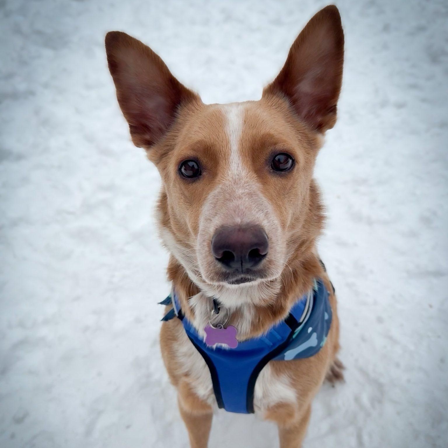 Enlarge Pumpkin, a Adoptable mixed breed in Geneseo , IL image 1/6
