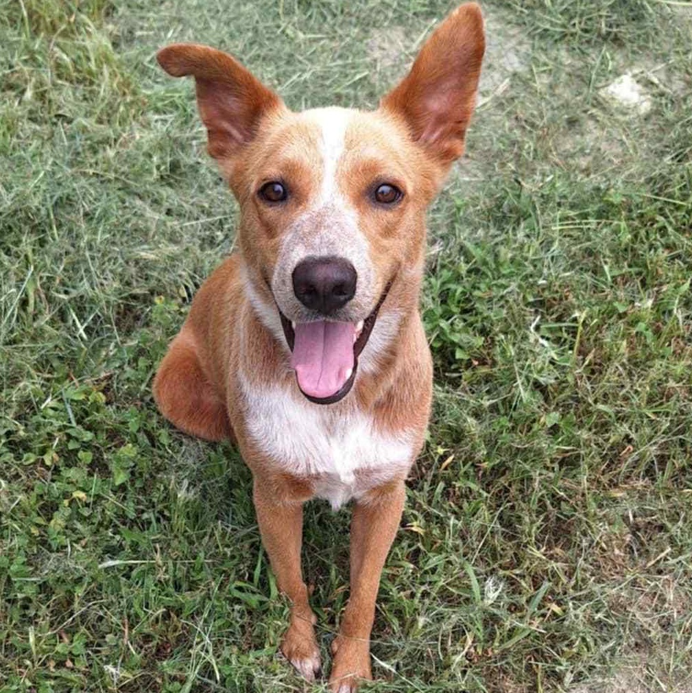 Enlarge Pumpkin, a Adoptable mixed breed in Geneseo , IL image 3/6