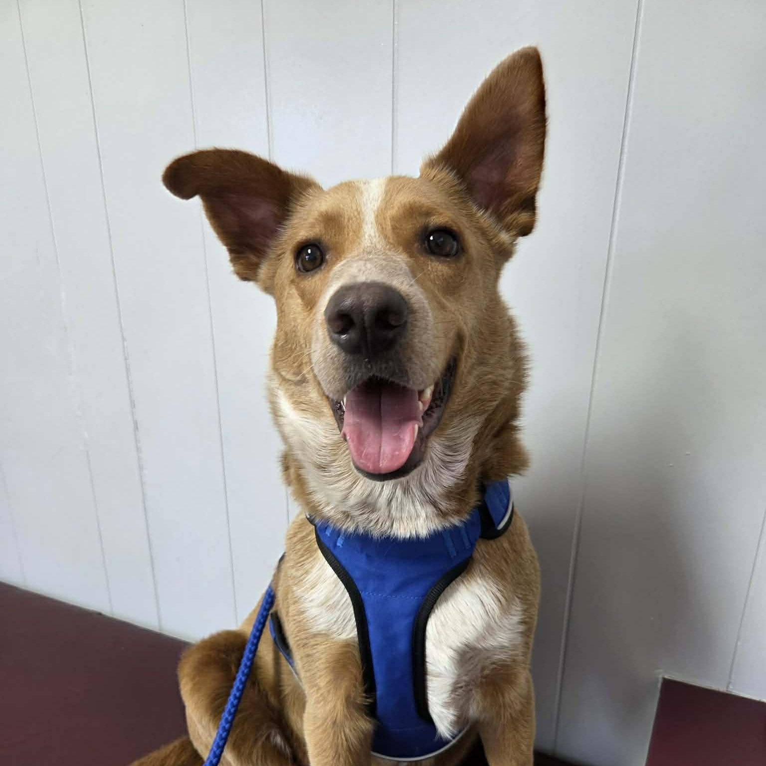 Enlarge Pumpkin, a Adoptable mixed breed in Geneseo , IL image 2/6