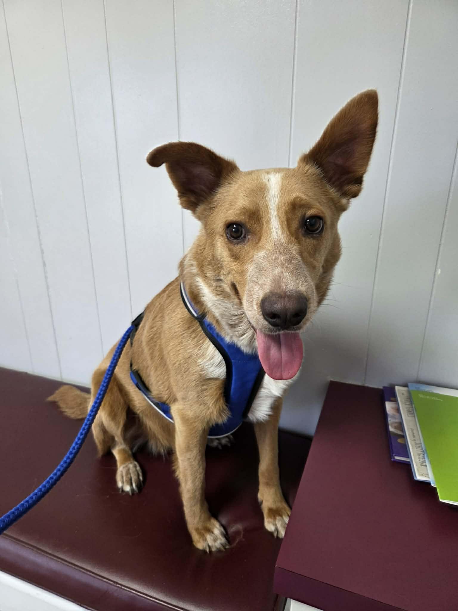 Enlarge Pumpkin, a Adoptable mixed breed in Geneseo , IL image 5/6