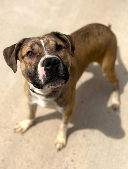 Enlarge Patrick, a Adoptable mixed breed in Waupaca, WI image 1/1