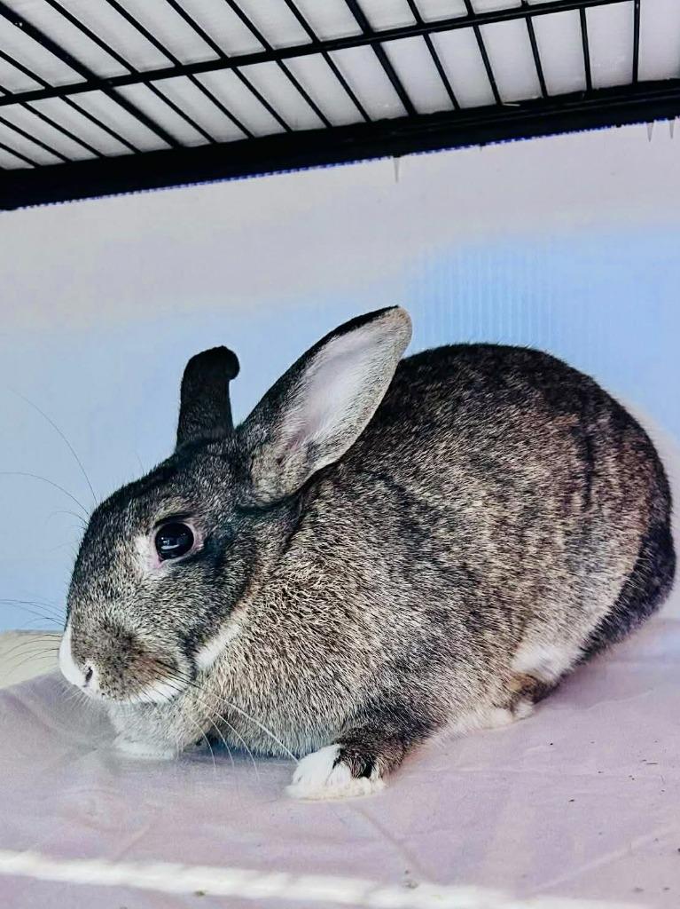 Marshmallo, a Adoptable American in Sebastian, FL image 1/4