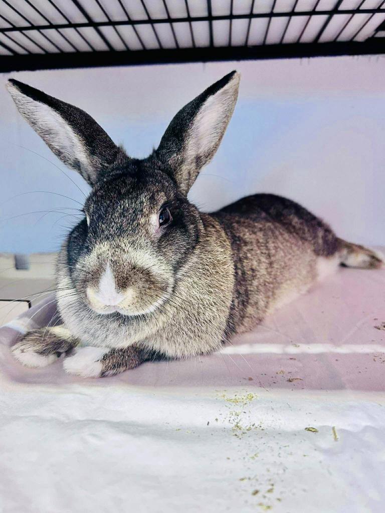Marshmallo, a Adoptable American in Sebastian, FL image 2/4