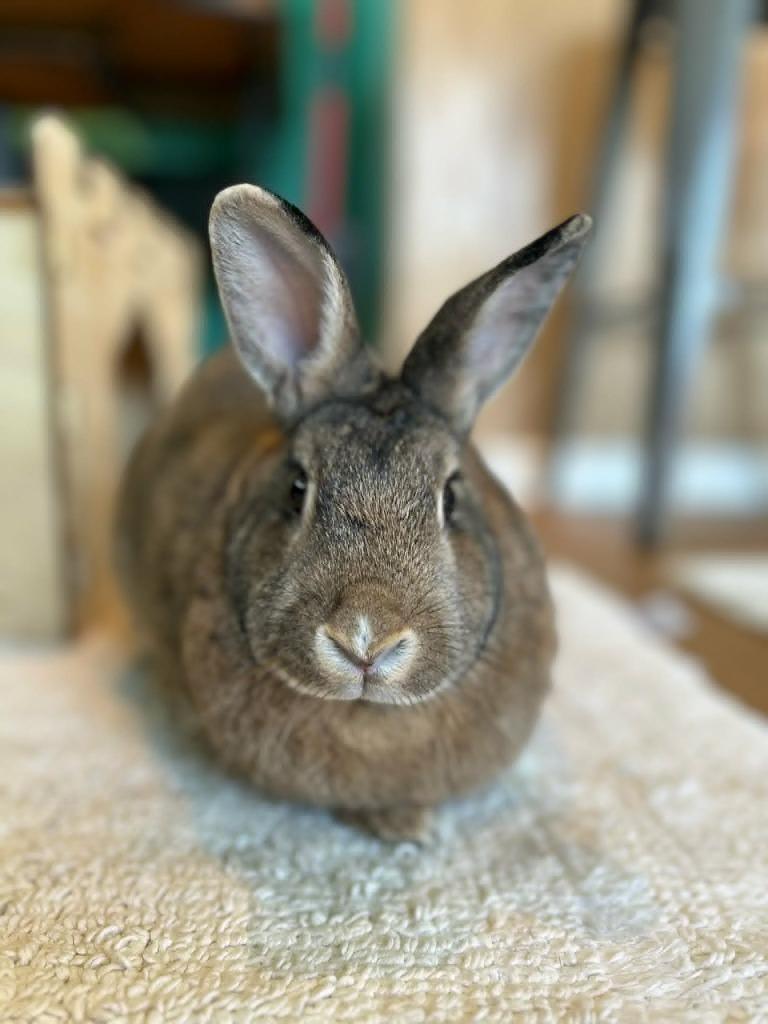 Enlarge Marshmallo, a Adoptable American in Sebastian, FL image 3/6