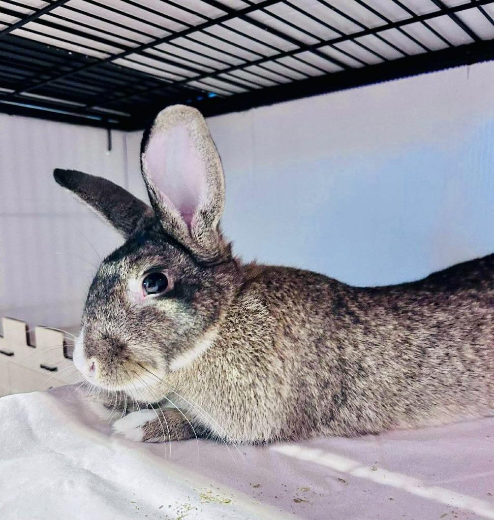 Marshmallo, a Adoptable American in Sebastian, FL image 3/4