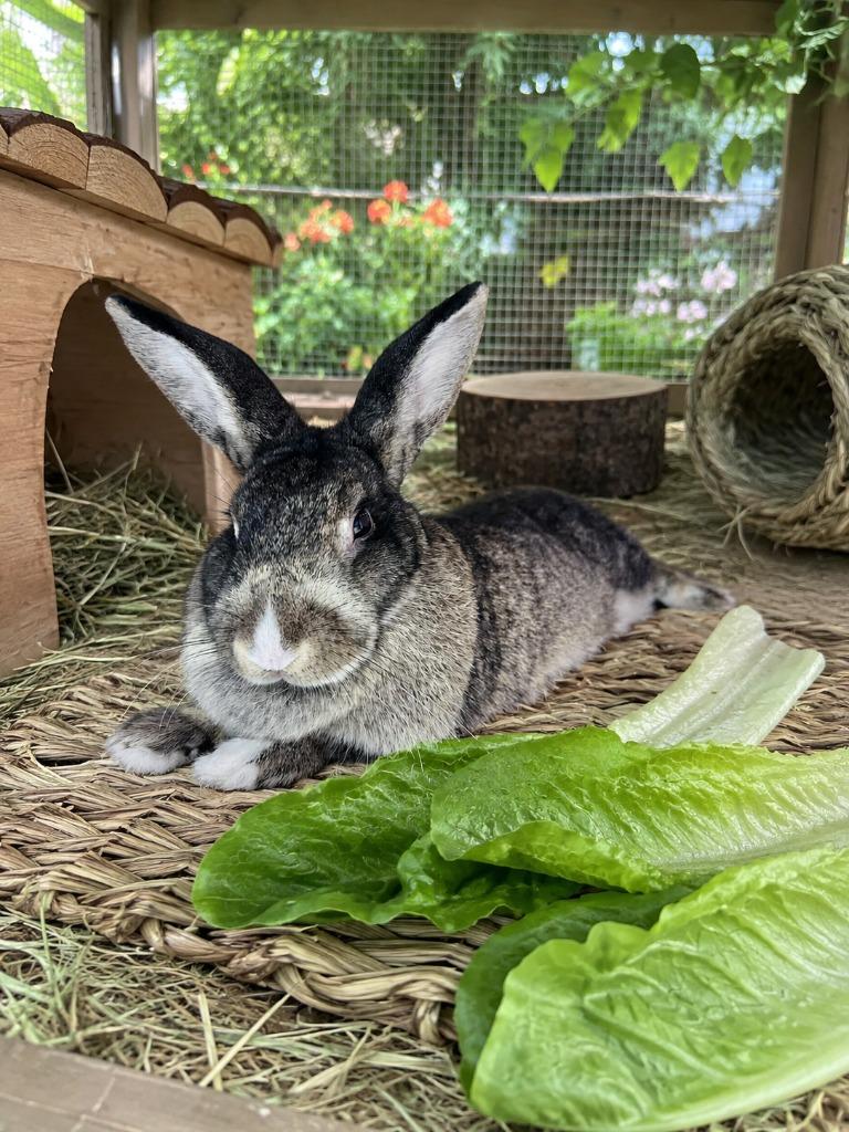 Enlarge Marshmallo, a Adoptable American in Sebastian, FL image 5/6