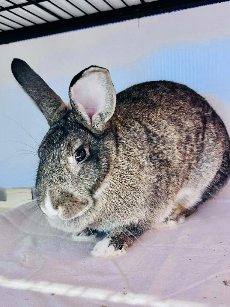 Marshmallo, a Adoptable American in Sebastian, FL image 4/4