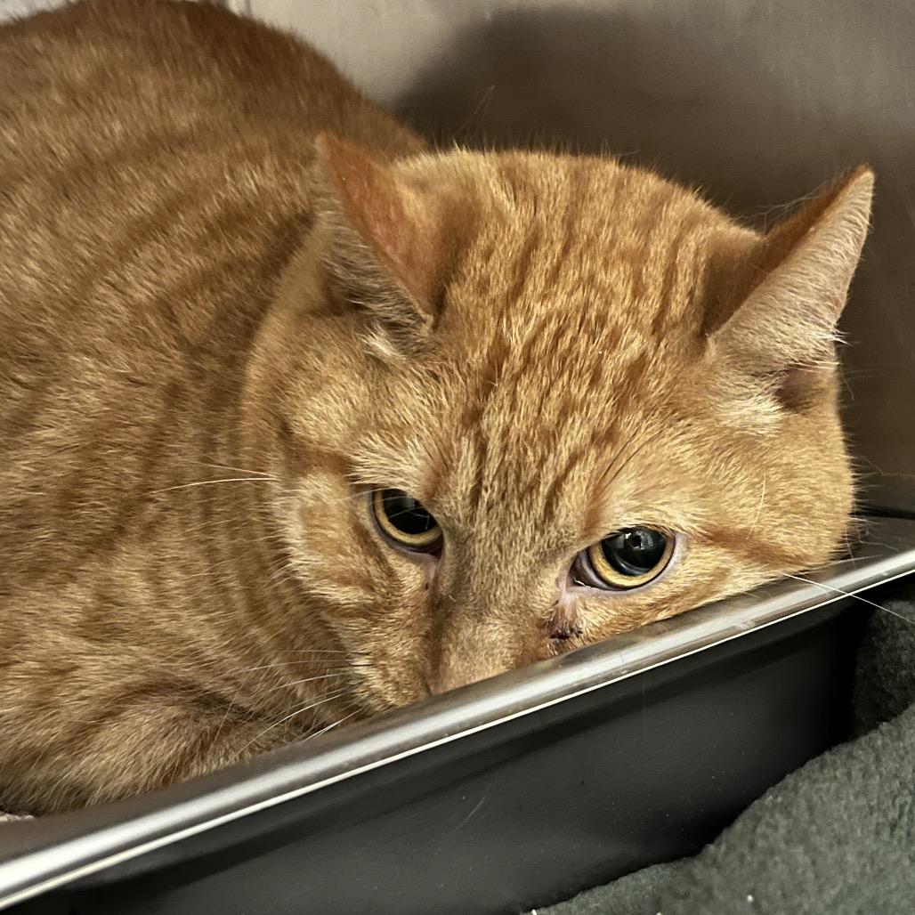 Garfield, Adoptable, Adult Male Domestic Short Hair.