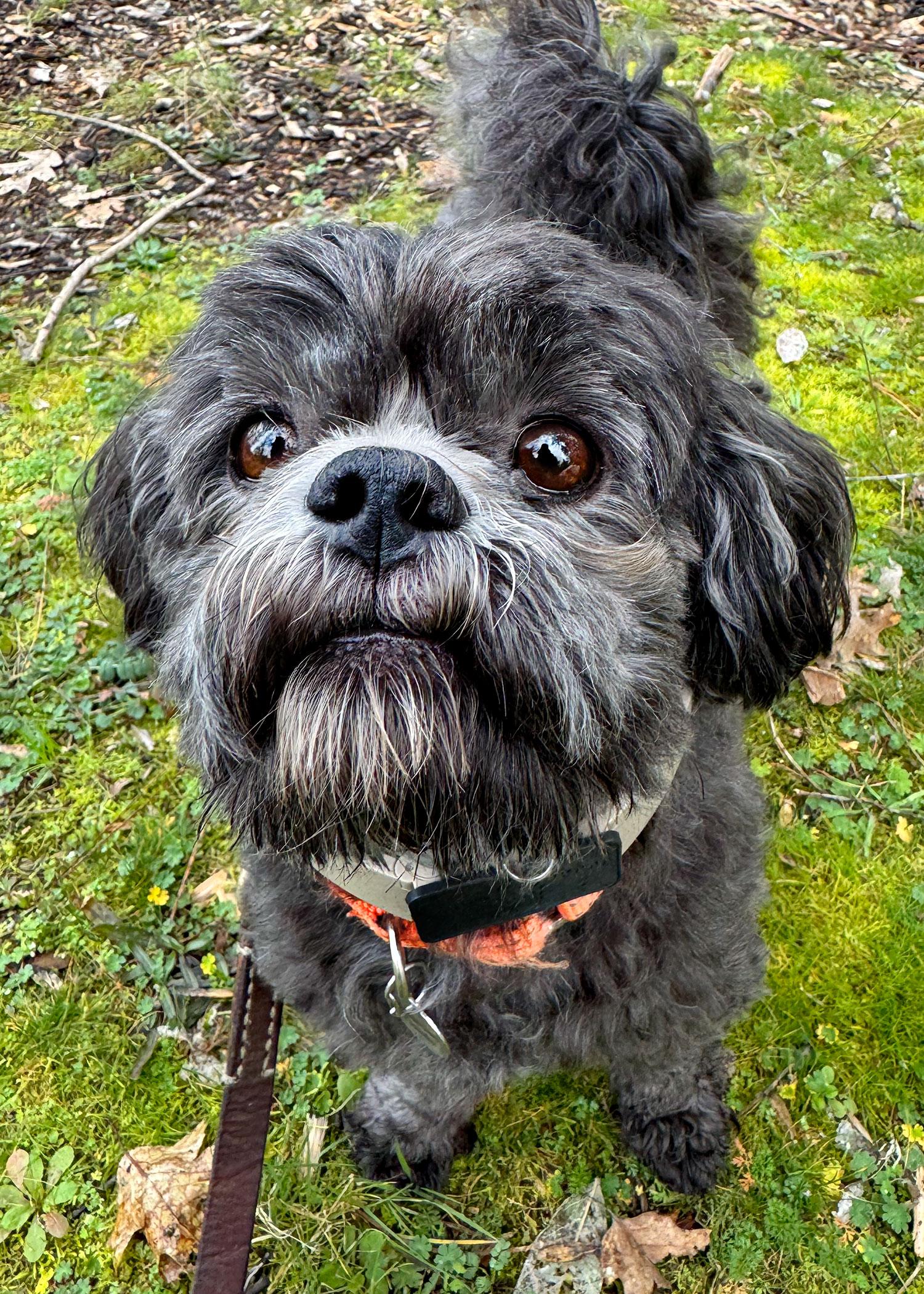 Enlarge Kiko, an adoptable Shih Tzu in Grants Pass, OR image 2/3