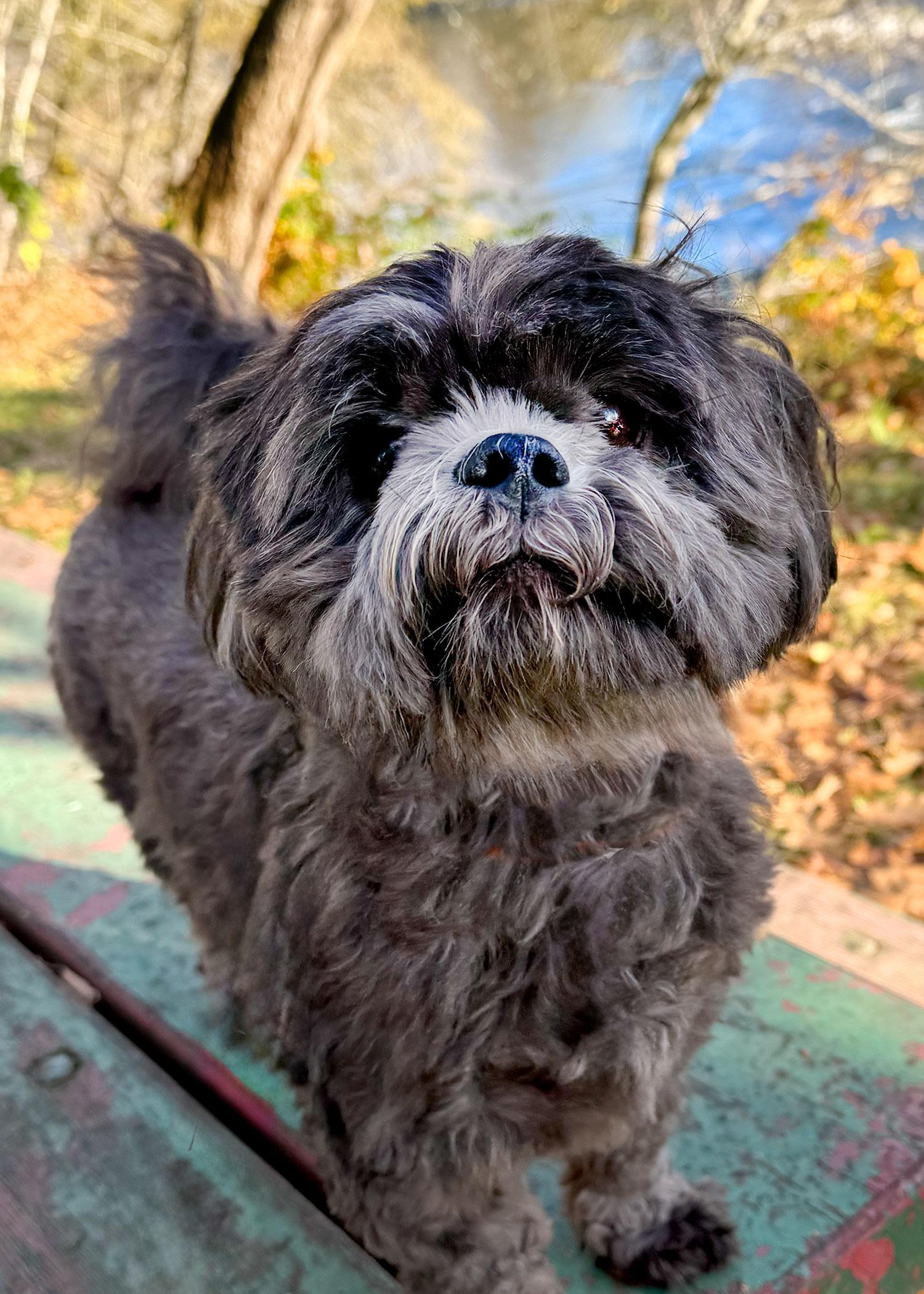 Enlarge Kiko, an adoptable Shih Tzu in Grants Pass, OR image 1/3