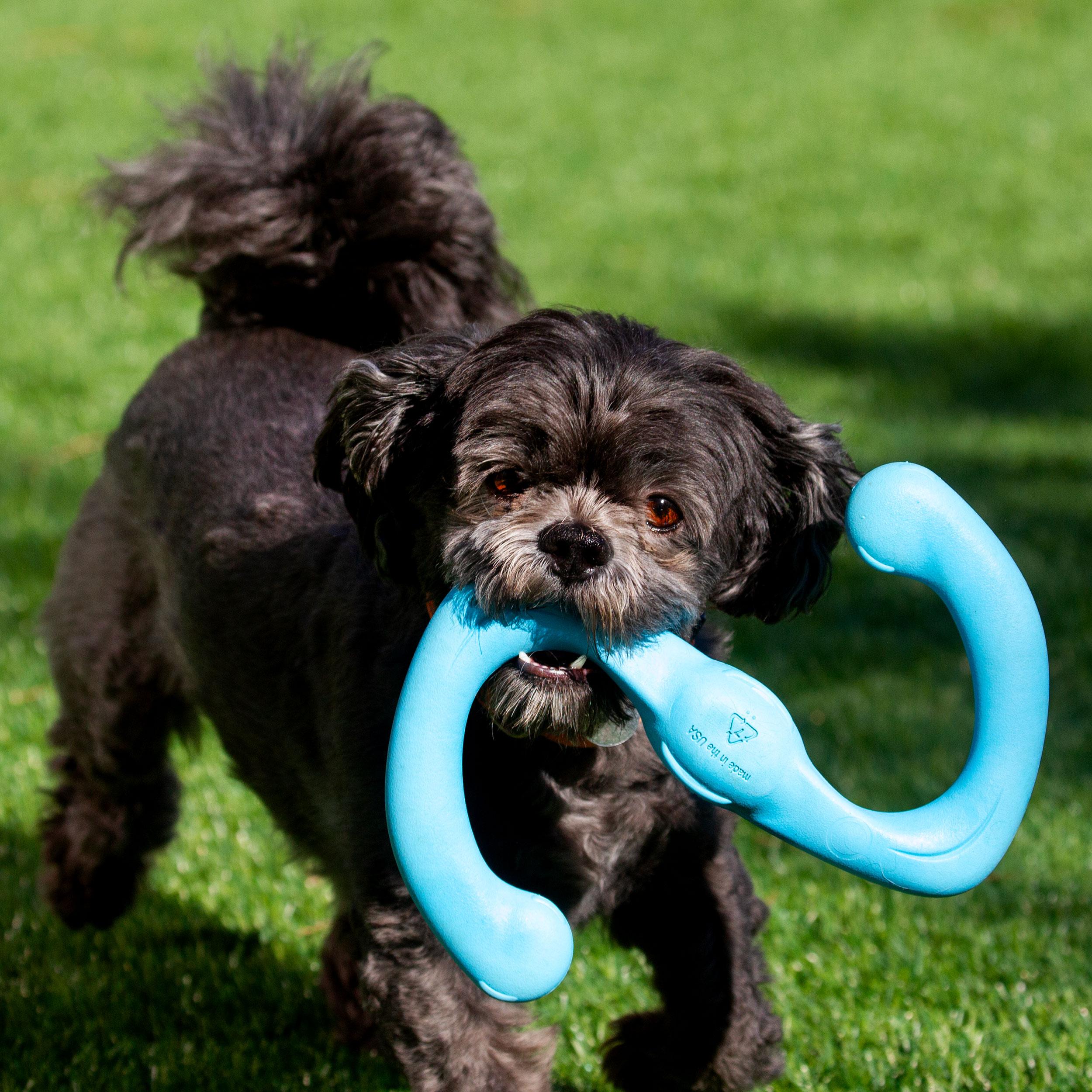 Enlarge Kiko, an adoptable Shih Tzu in Grants Pass, OR image 3/3