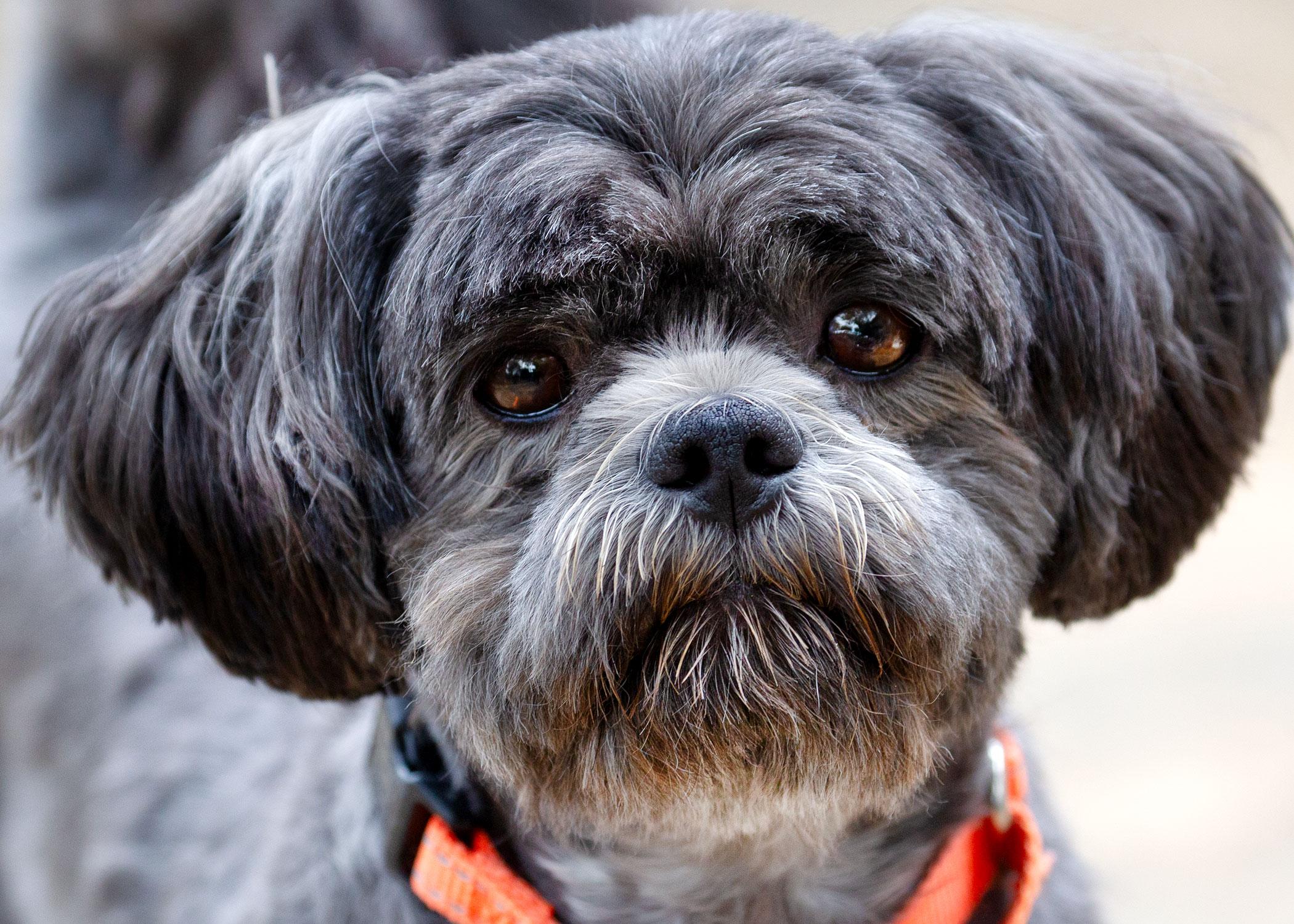 Enlarge Kiko, an adoptable Shih Tzu in Grants Pass, OR image 1/4
