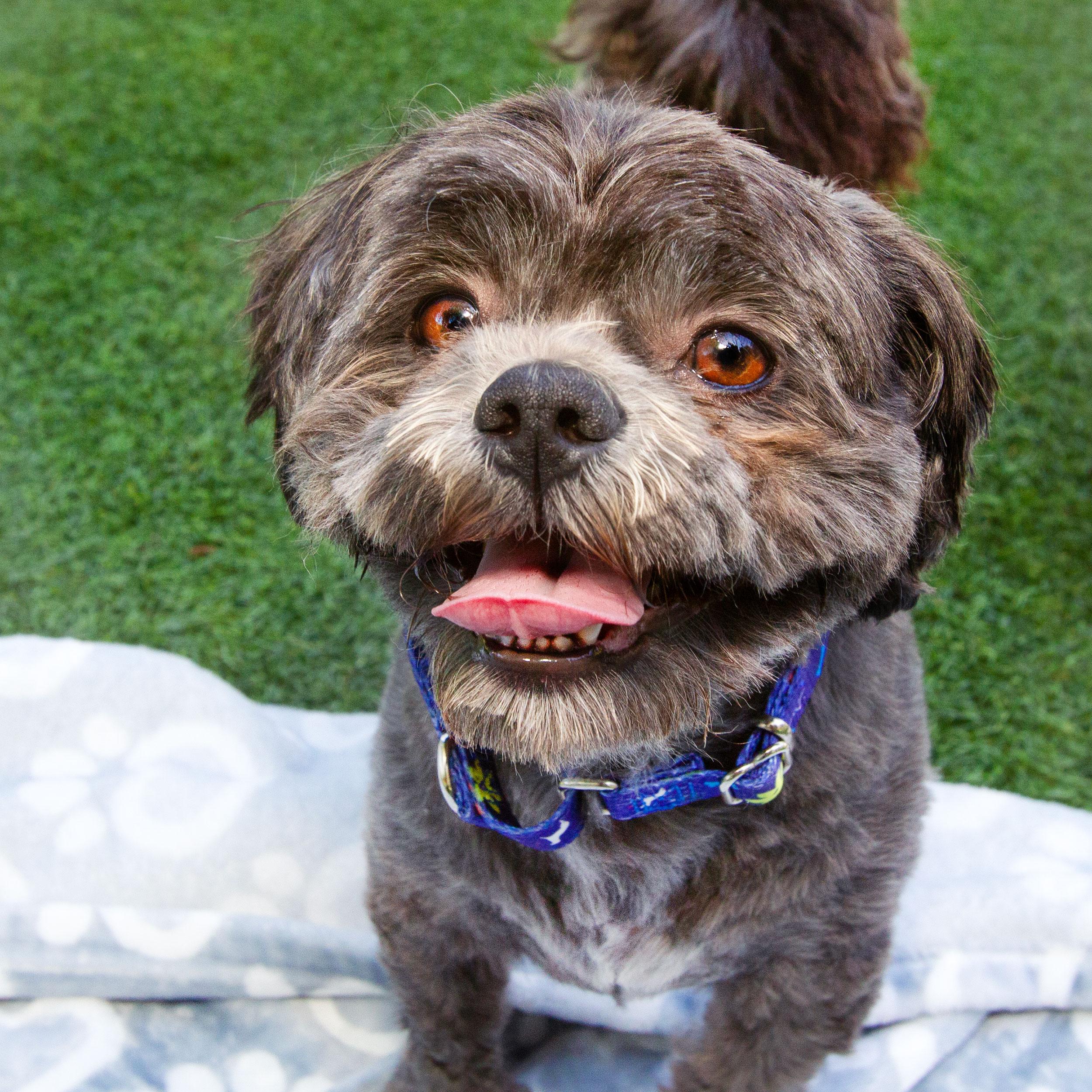 Enlarge Kiko, an adoptable Shih Tzu in Grants Pass, OR image 3/4