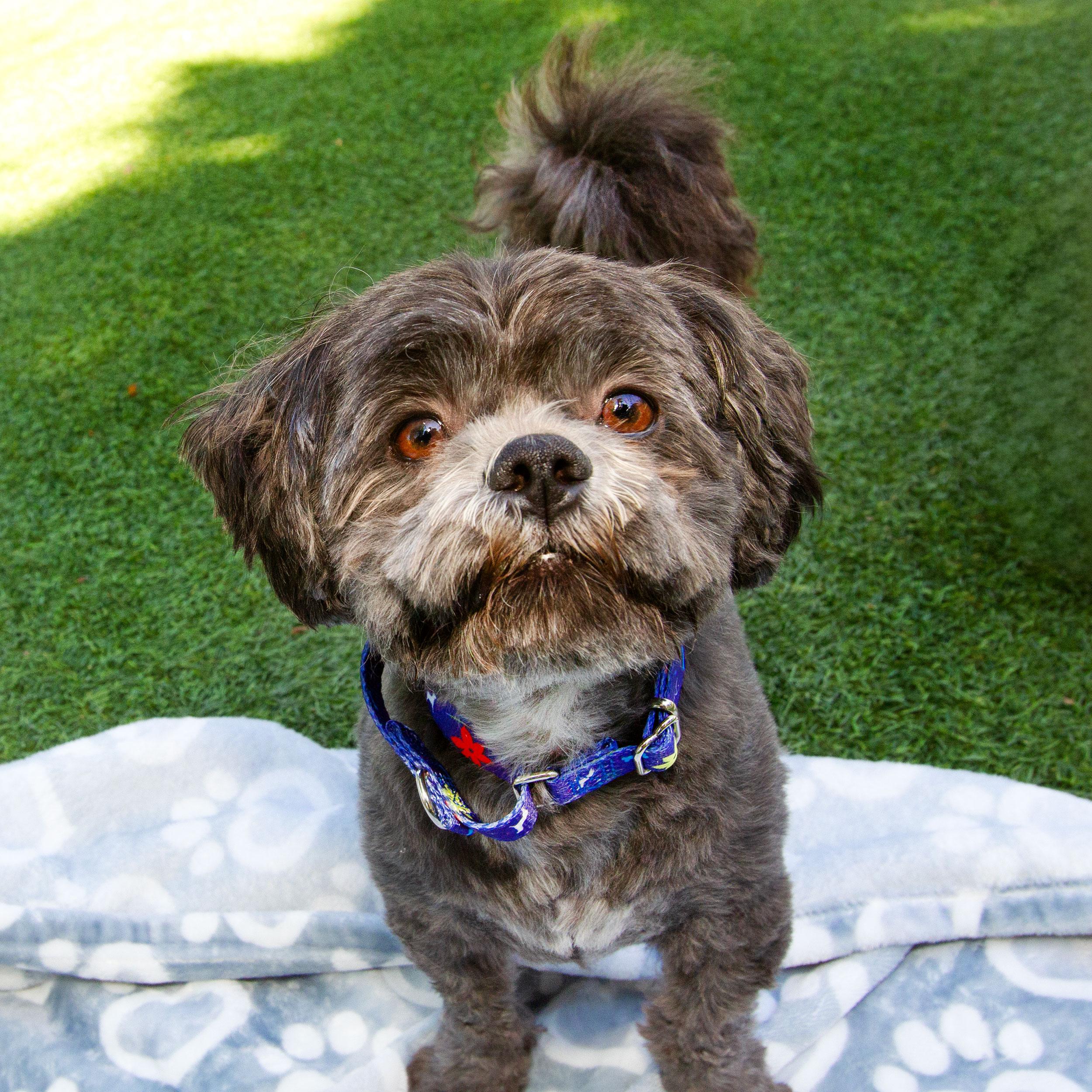 Enlarge Kiko, an adoptable Shih Tzu in Grants Pass, OR image 4/4