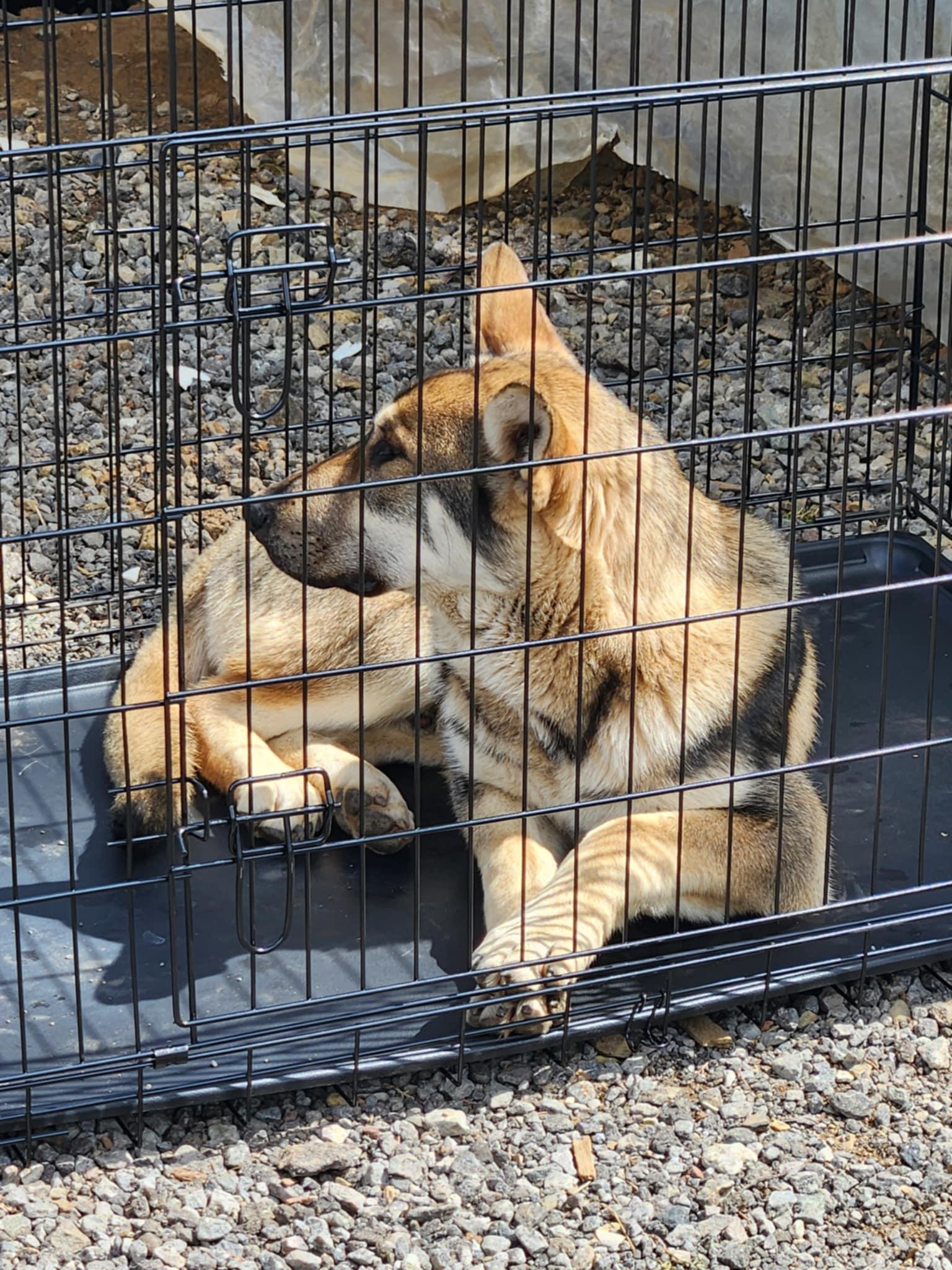 Otto, an adoptable German Shepherd Dog, Husky in Missoula, MT, 59803 | Photo Image 2