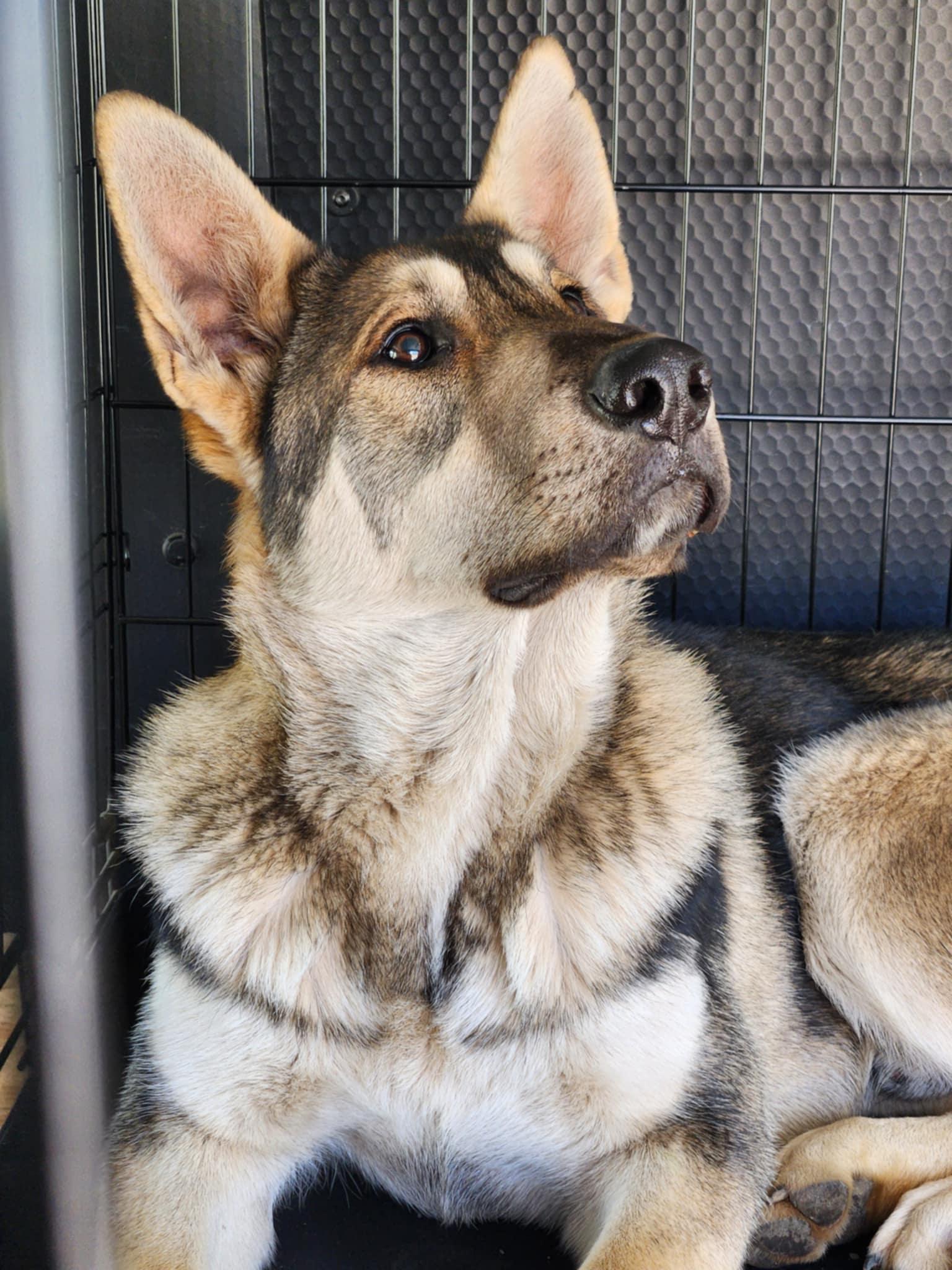 Otto, an adoptable German Shepherd Dog, Husky in Missoula, MT, 59803 | Photo Image 1