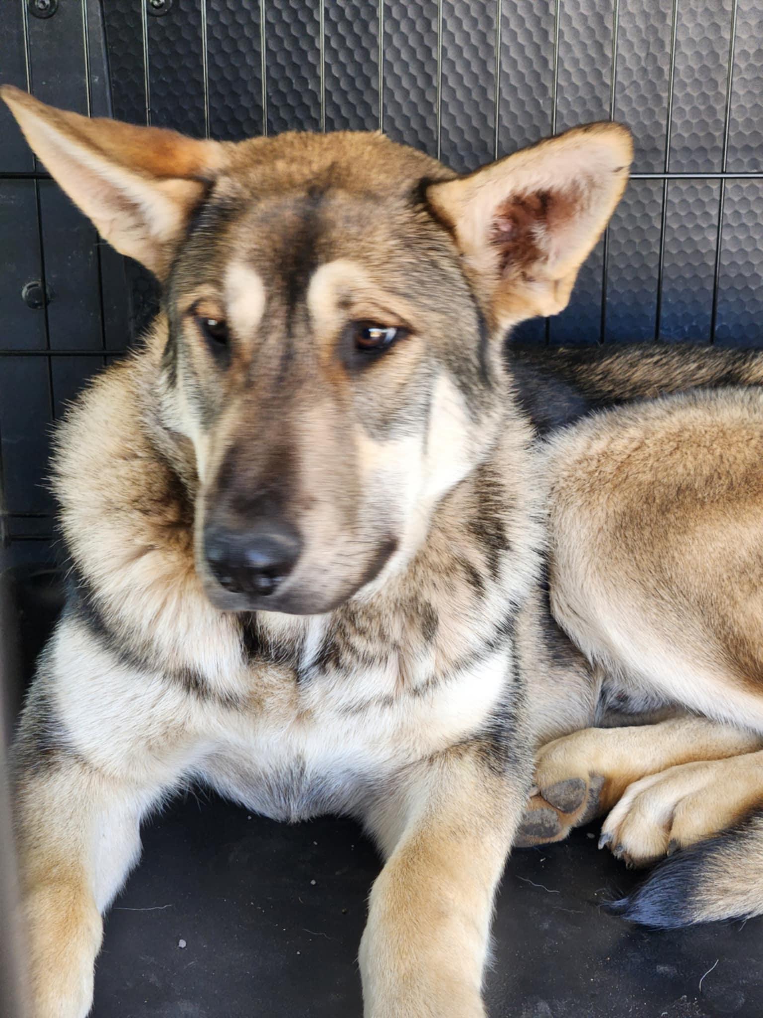 Otto, an adoptable German Shepherd Dog, Husky in Missoula, MT, 59803 | Photo Image 4