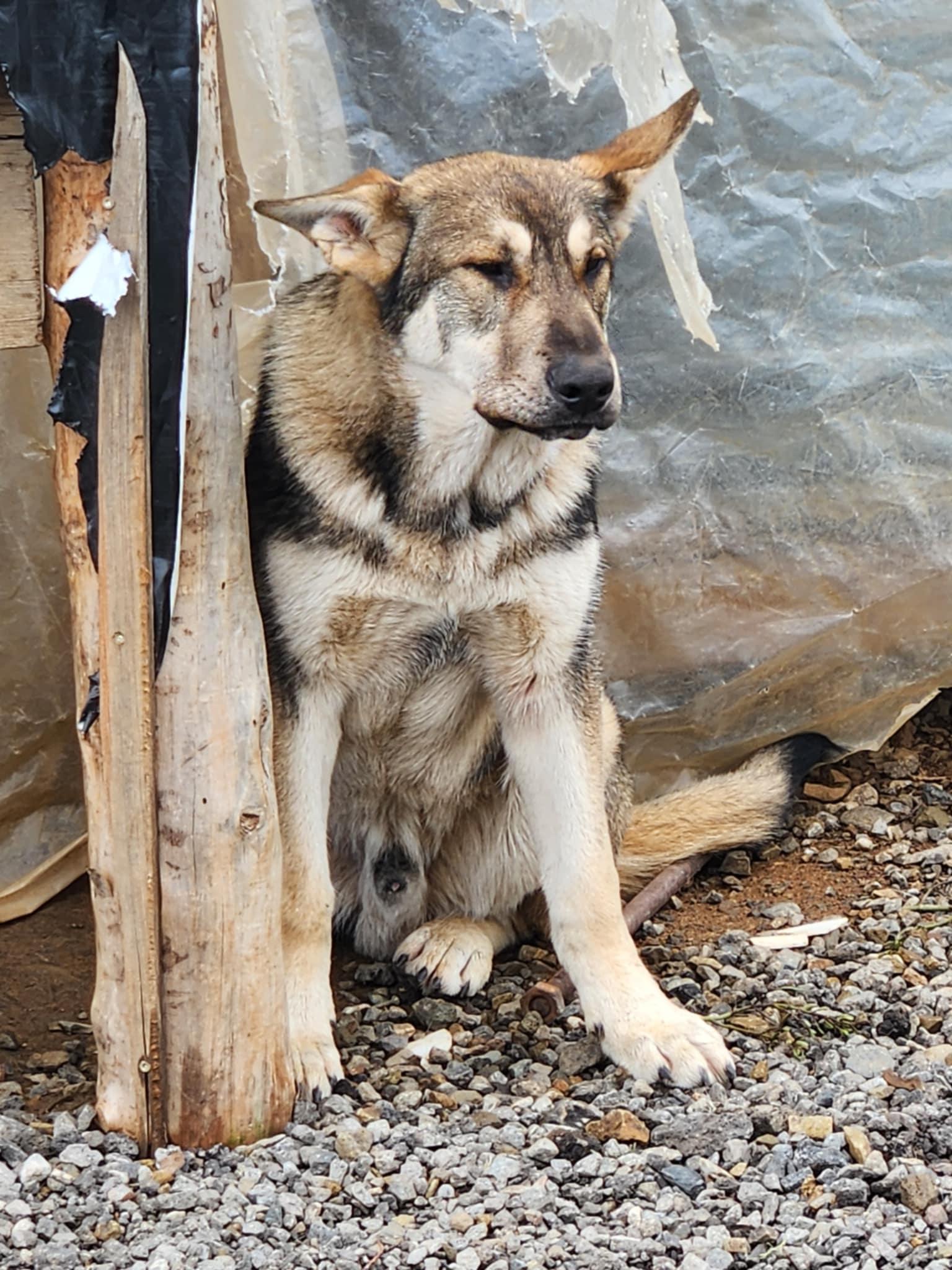 Otto, an adoptable German Shepherd Dog, Husky in Missoula, MT, 59803 | Photo Image 5