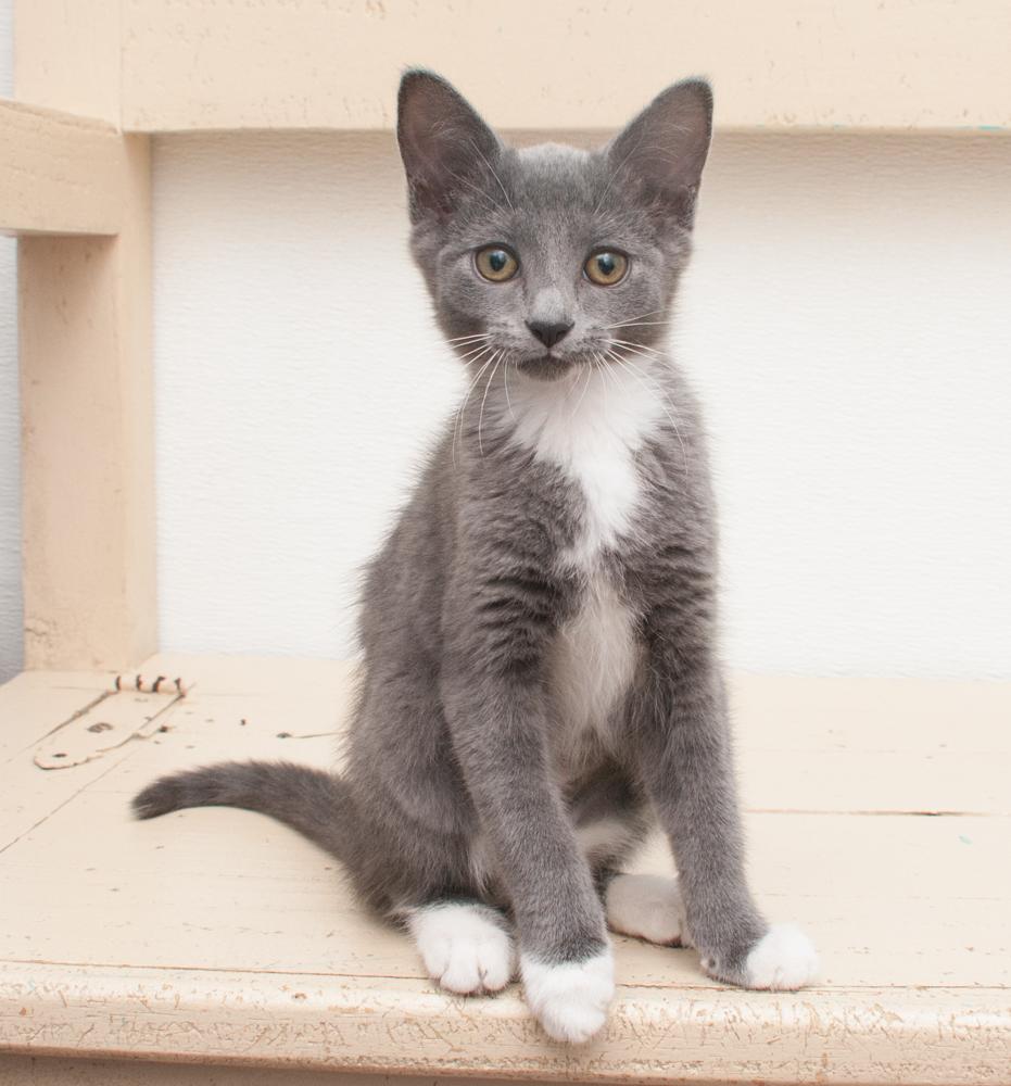 Alma (gets adopted with Frisco), a Adoptable Domestic Short Hair in Westminster, CO image 2/6