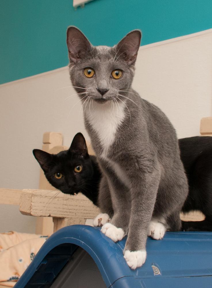 Enlarge Alma (gets adopted with Frisco), an adopted Domestic Short Hair in Westminster, CO image 3/6