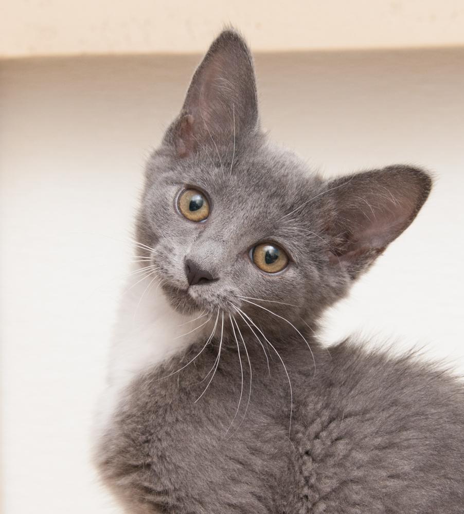 Alma (gets adopted with Frisco), Adoptable, Kitten Female Domestic Short Hair.