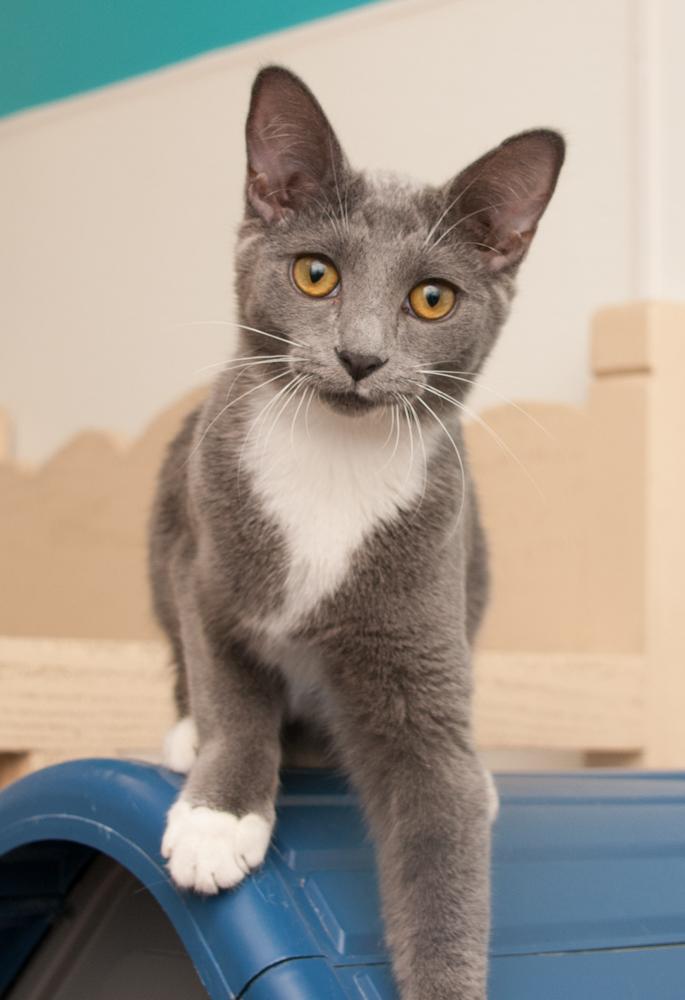 Enlarge Alma (gets adopted with Frisco), an adopted Domestic Short Hair in Westminster, CO image 2/6