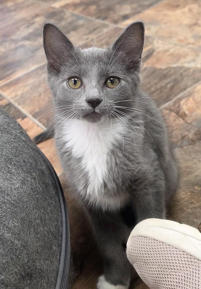 Alma (gets adopted with Frisco), a Adoptable Domestic Short Hair in Westminster, CO image 5/6