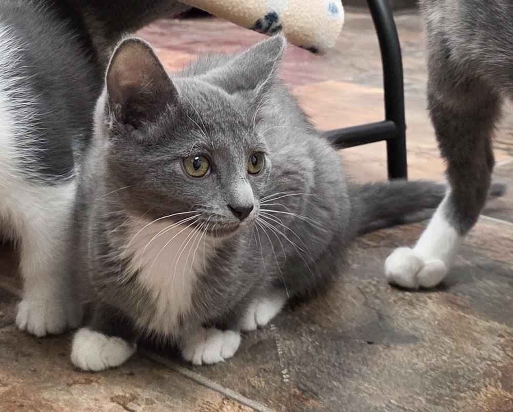 Alma (gets adopted with Frisco)